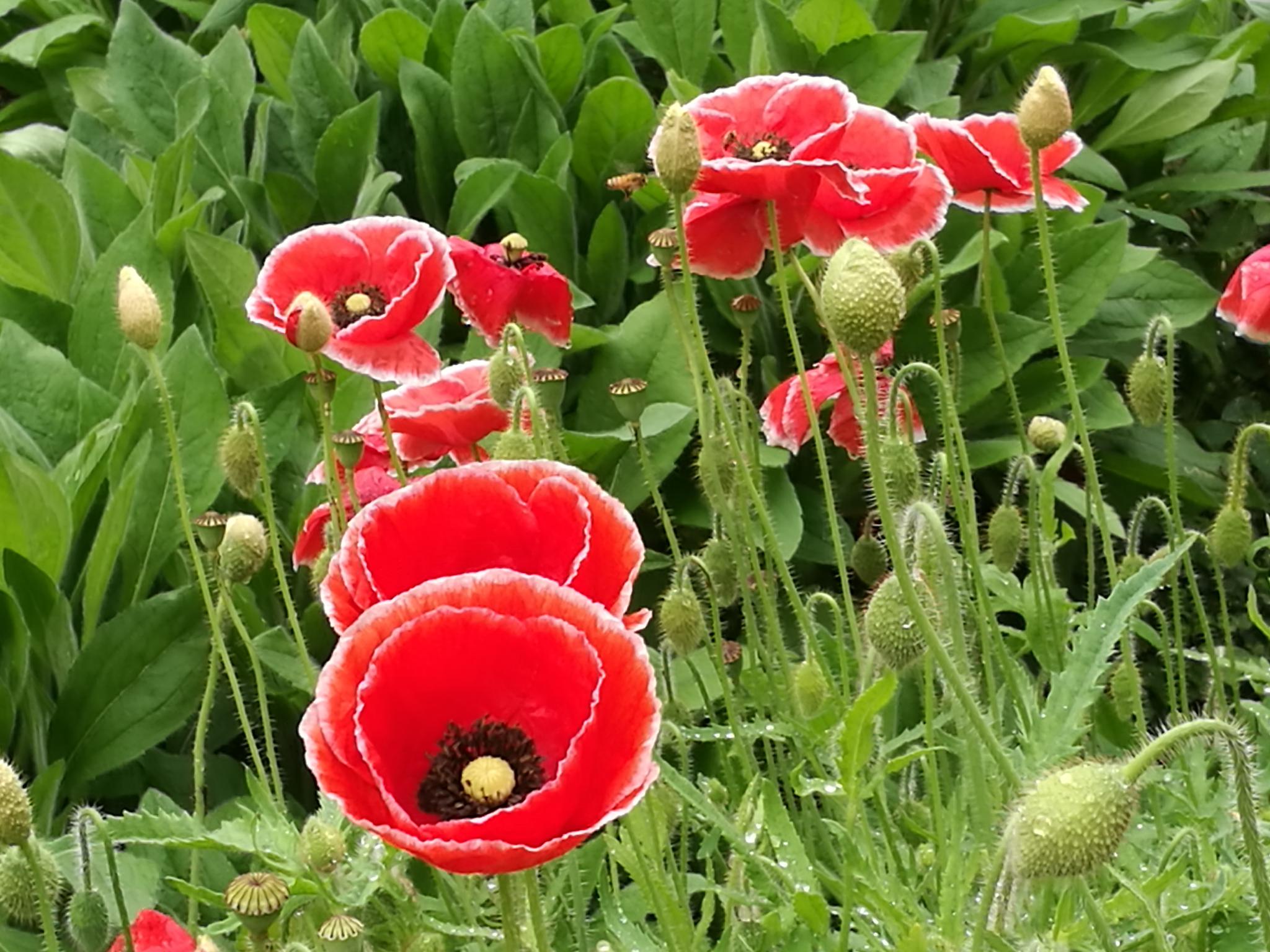 【手机植物摄影】漂亮的虞美人|虞美人|植物|摄影_新浪新闻