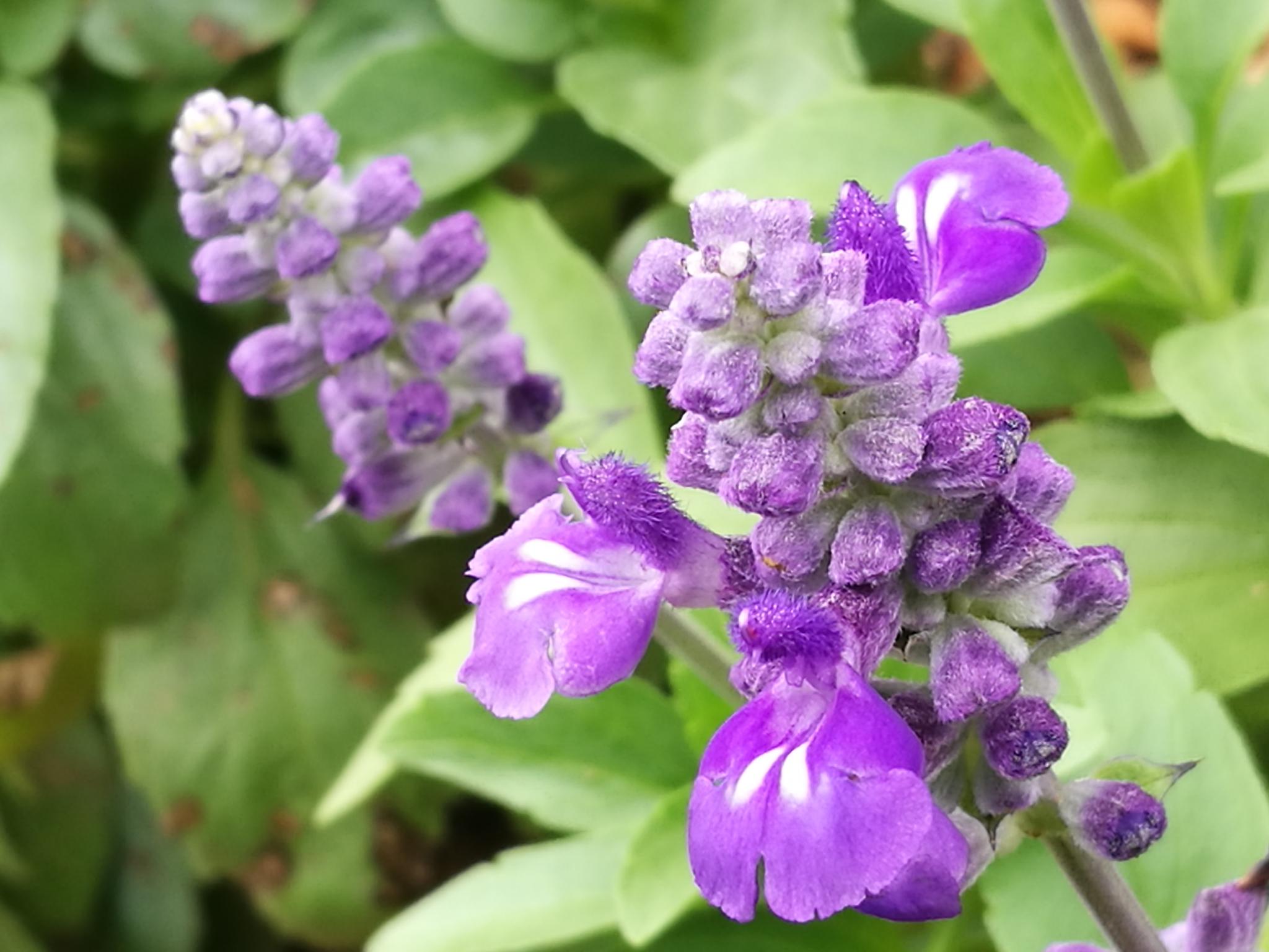 【手机植物摄影】蓝花鼠尾草