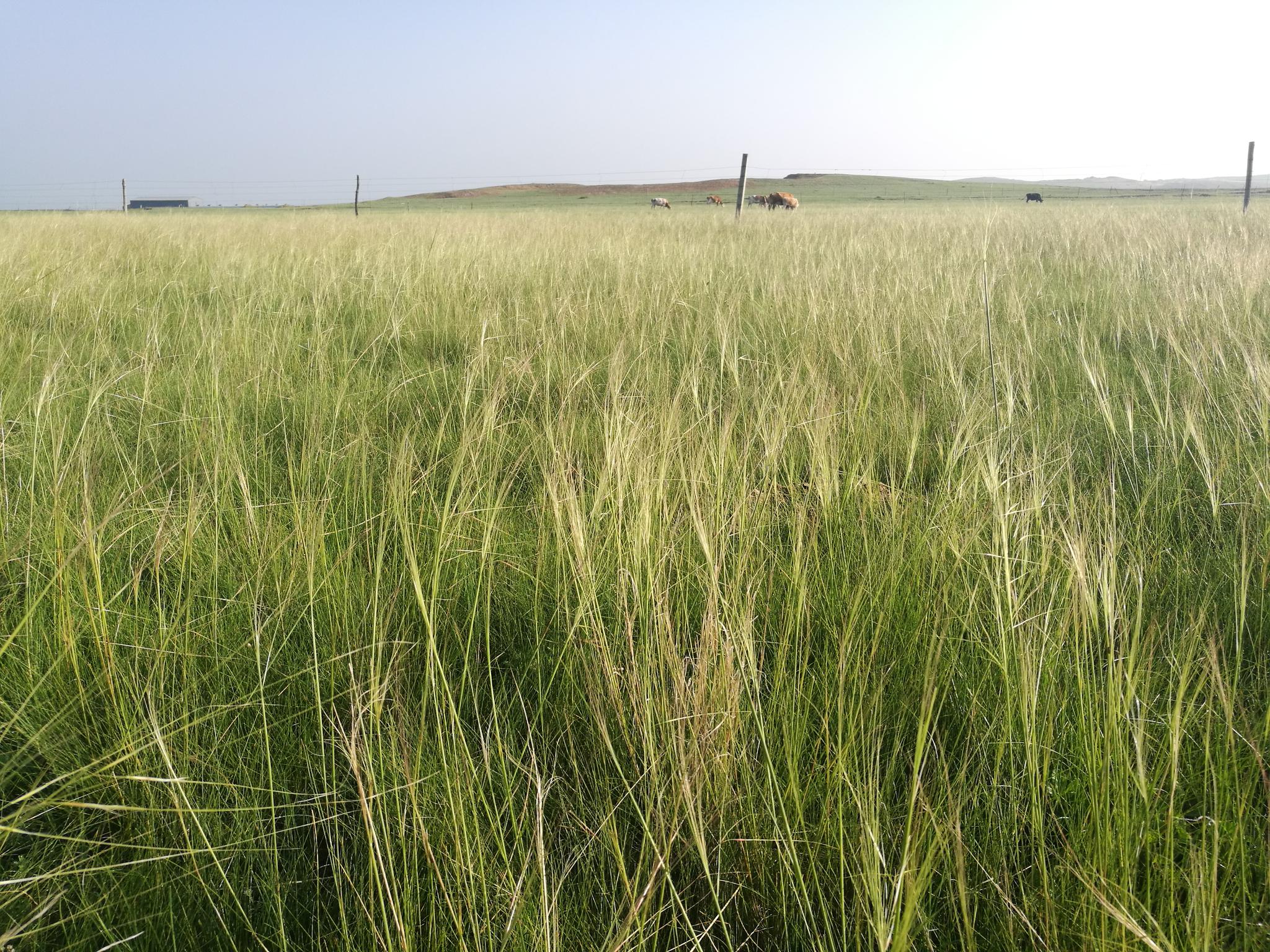 【手机图集】牧场牧草