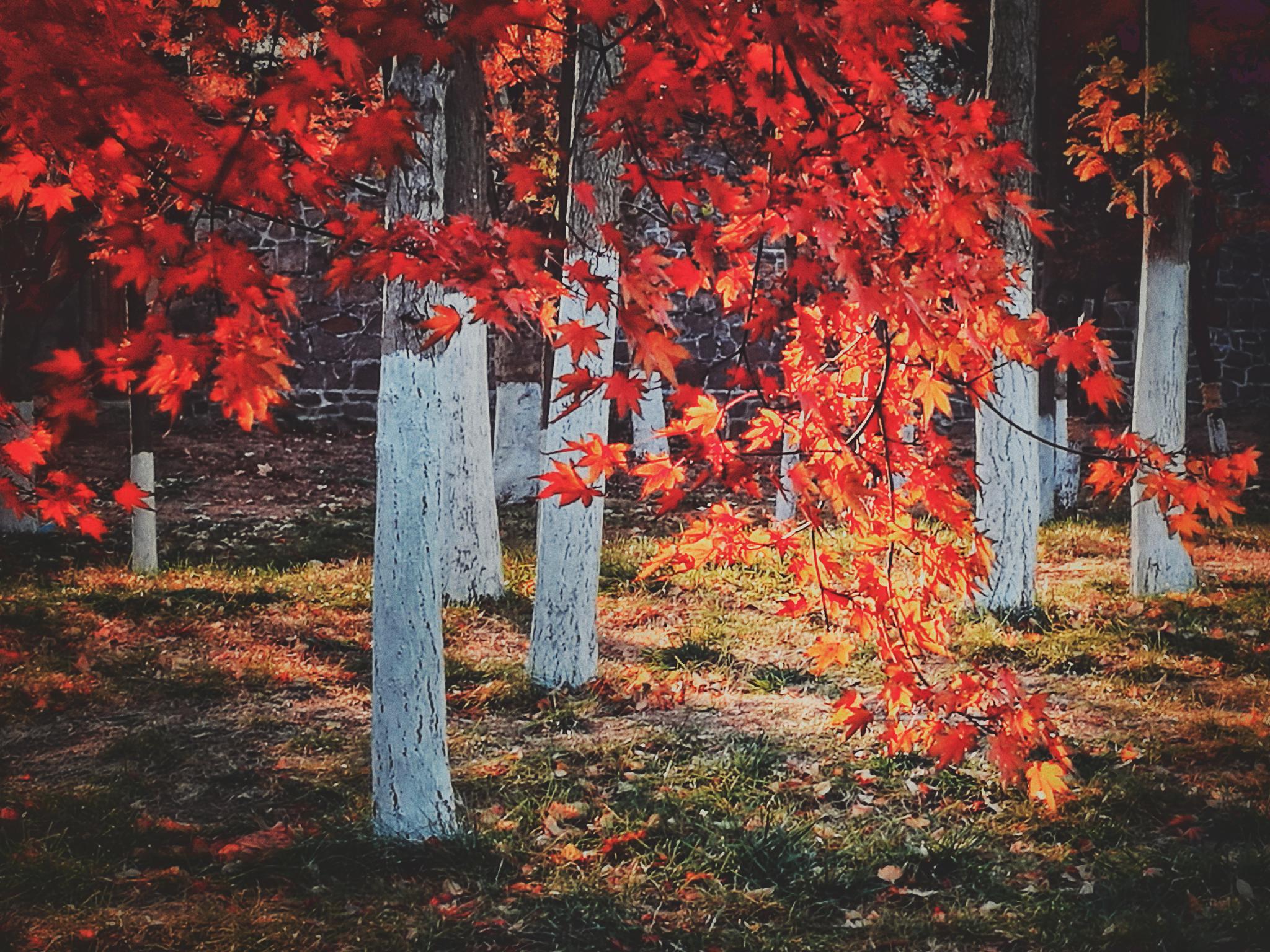 【手机图集】秋之枫叶