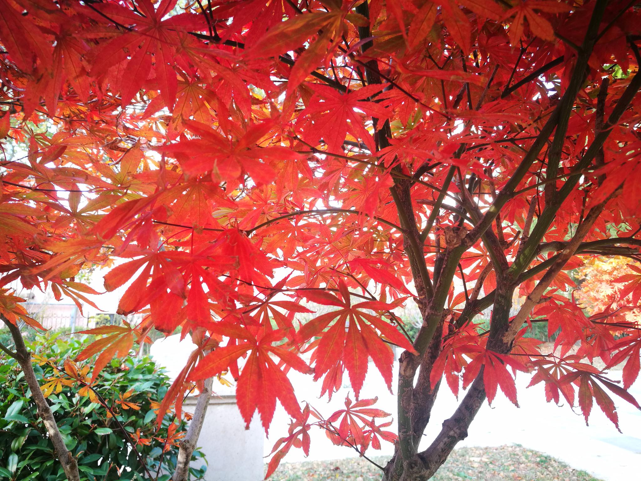 【植物图集】红彤彤的枫叶