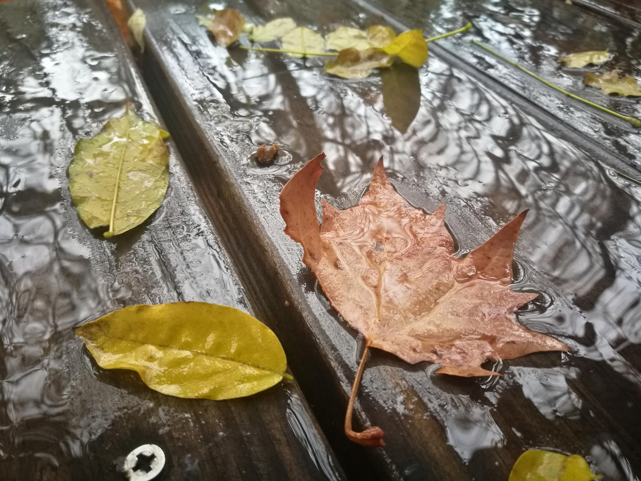 【手机图集】秋雨中的落叶