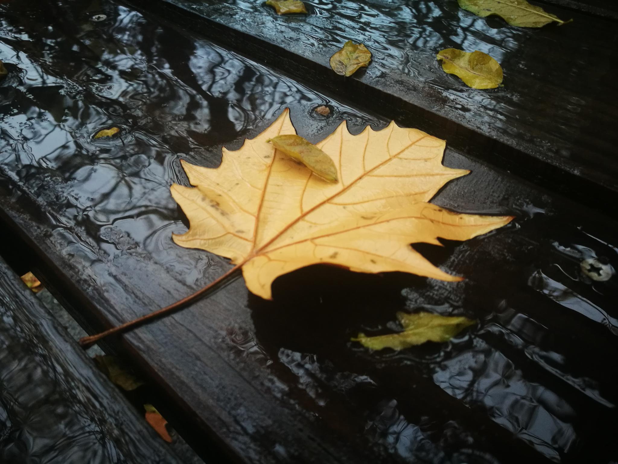 晚上秋雨落叶的图片图片