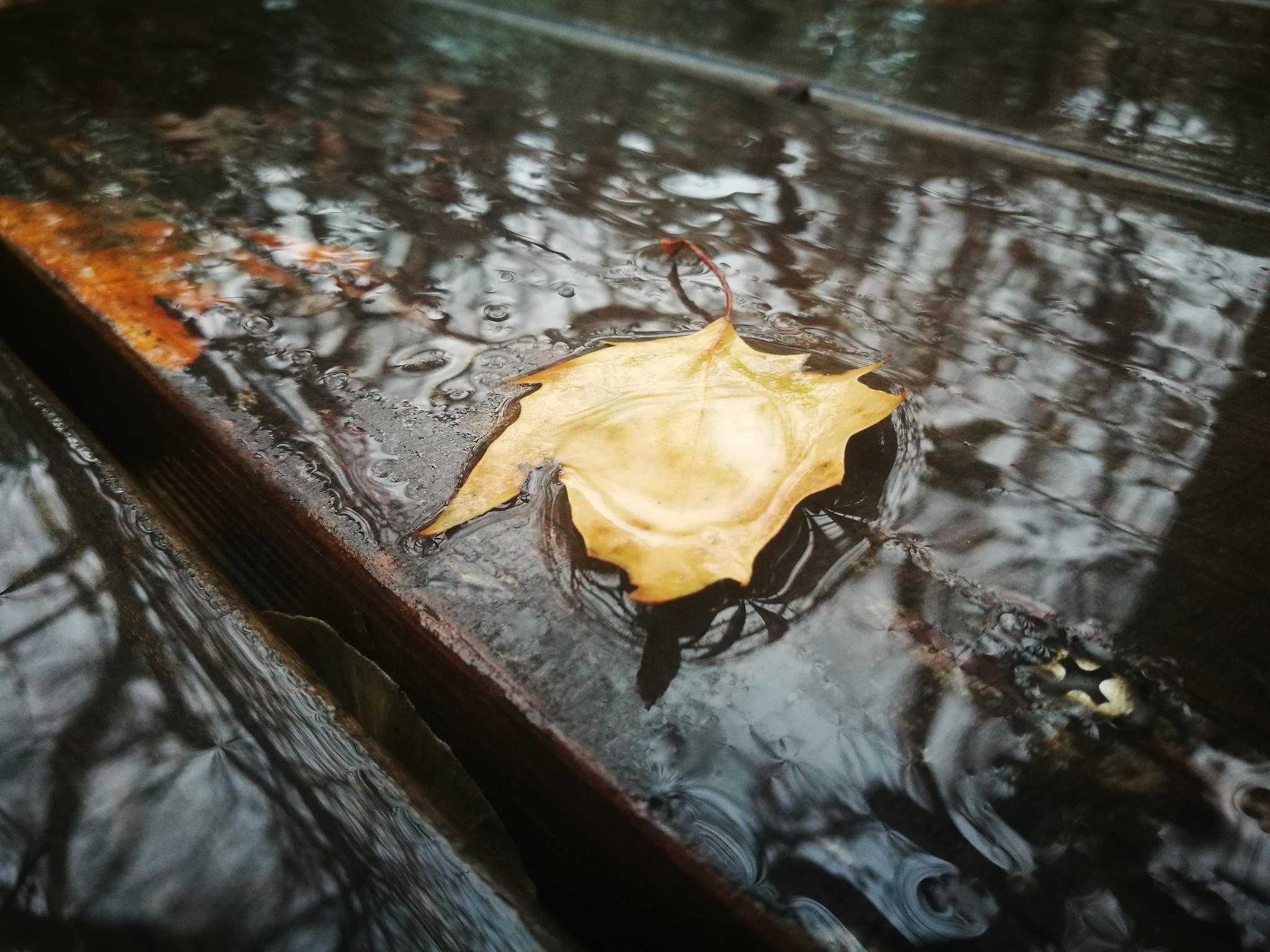 【手机图集】秋雨中的落叶