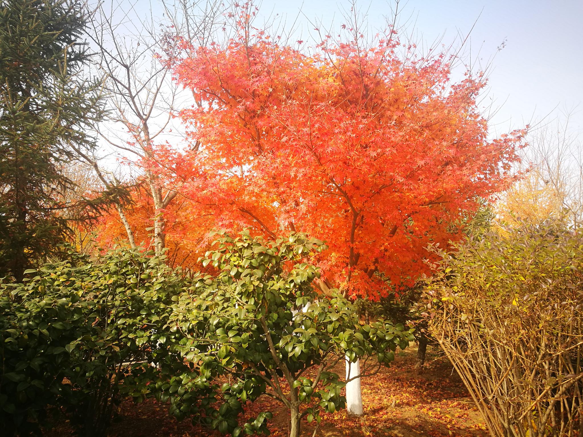 【手机图集】深秋枫树