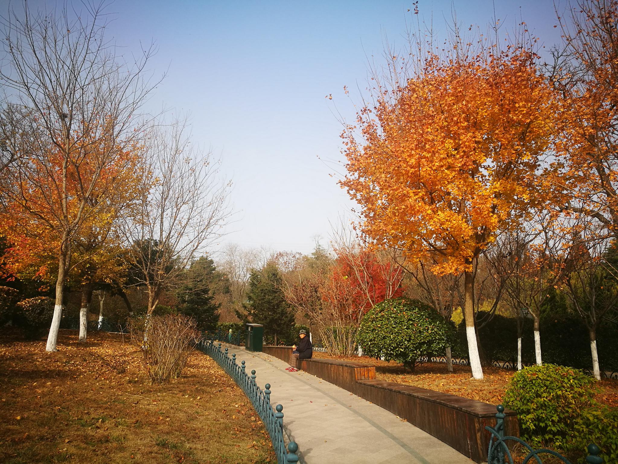 枫树秋天的样子图片