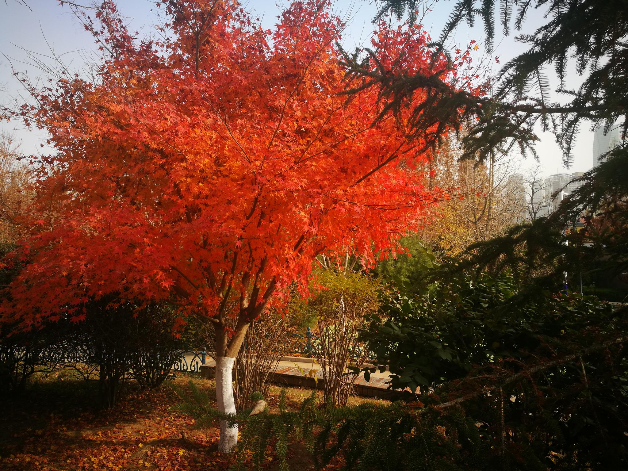 【手机图集】深秋枫树 特别声明:以上文章内容仅代表