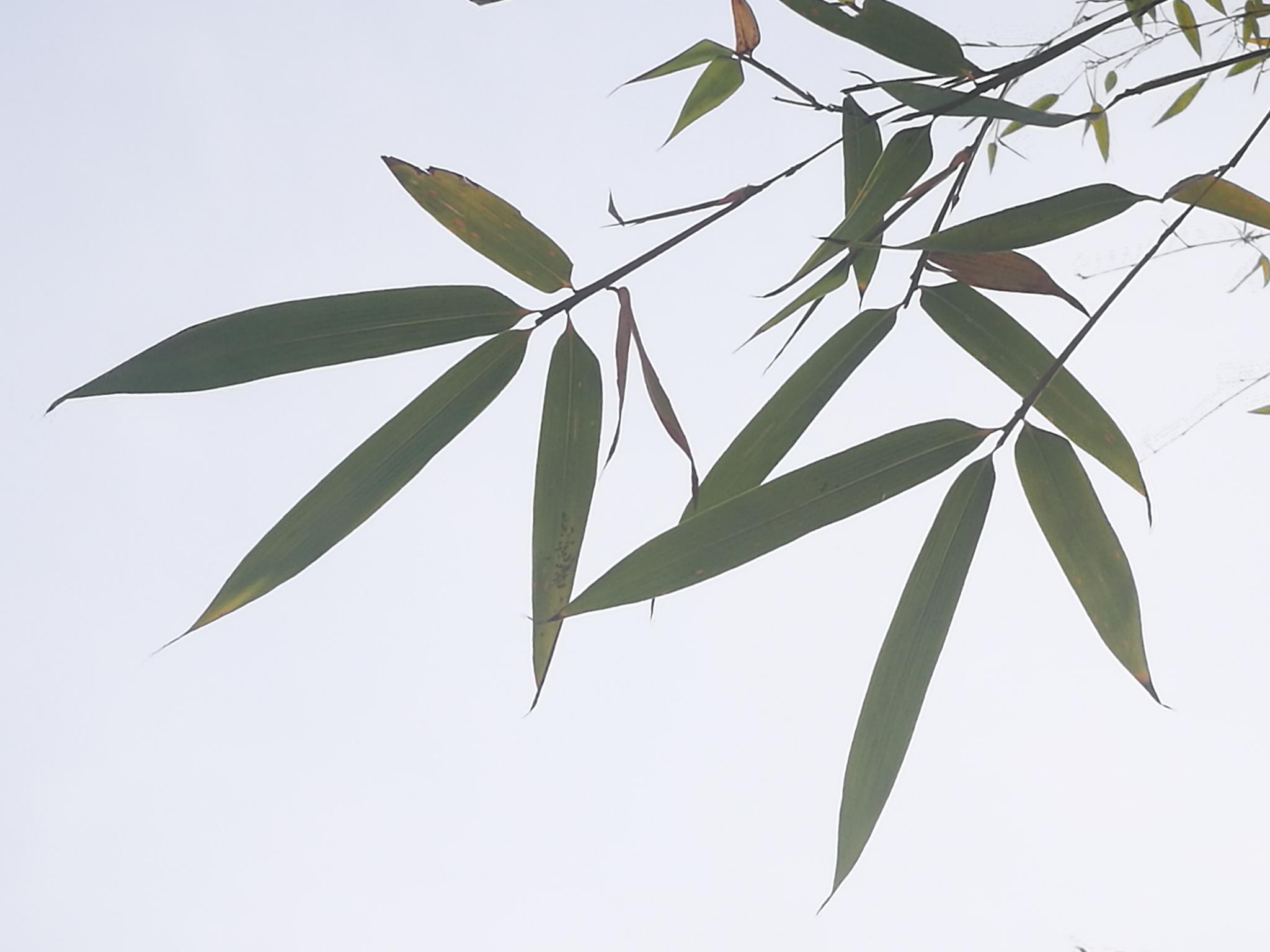 手机直出图集竹叶