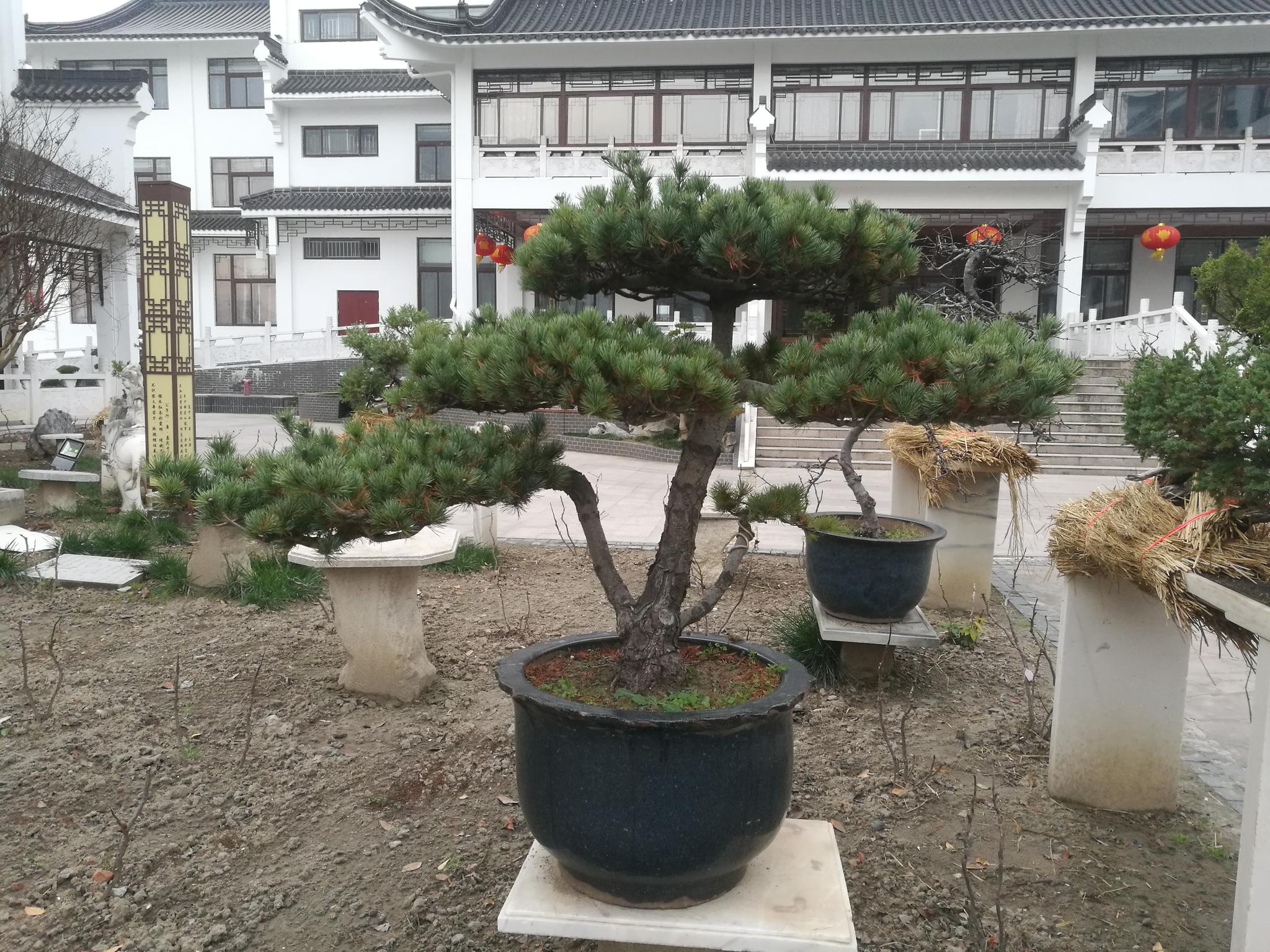 冬月初二欣赏绿园的五针松盆景