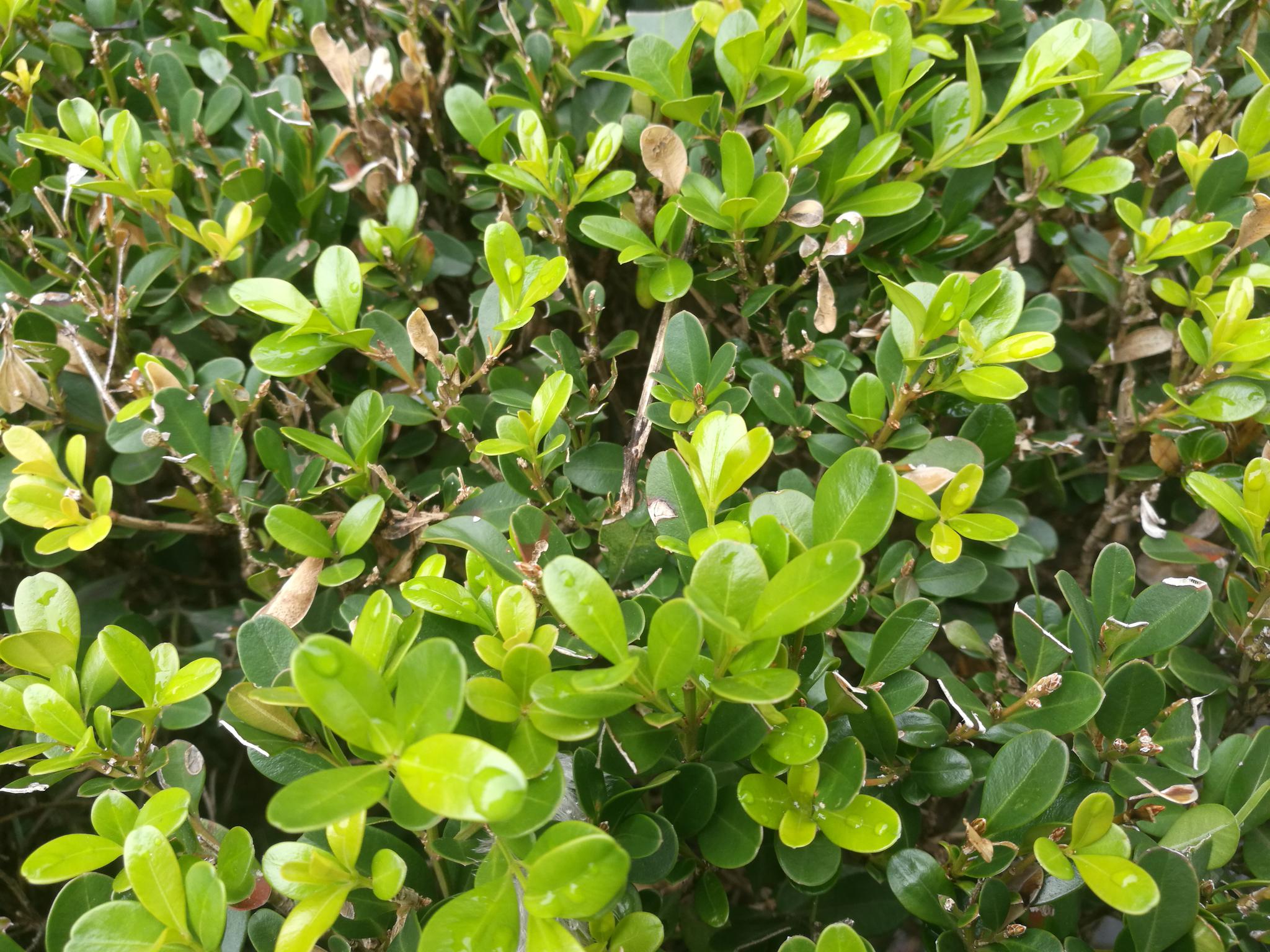 初冬暖阳,黄杨长新芽,像春天一样.