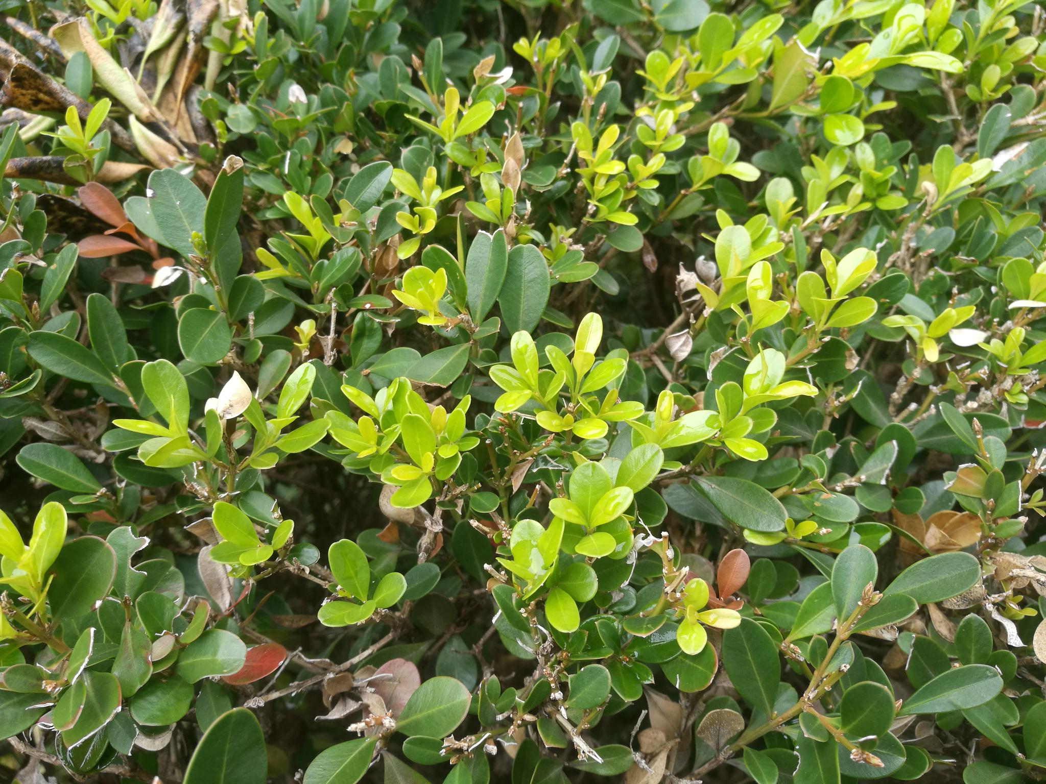 初冬暖阳黄杨长新芽像春天一样