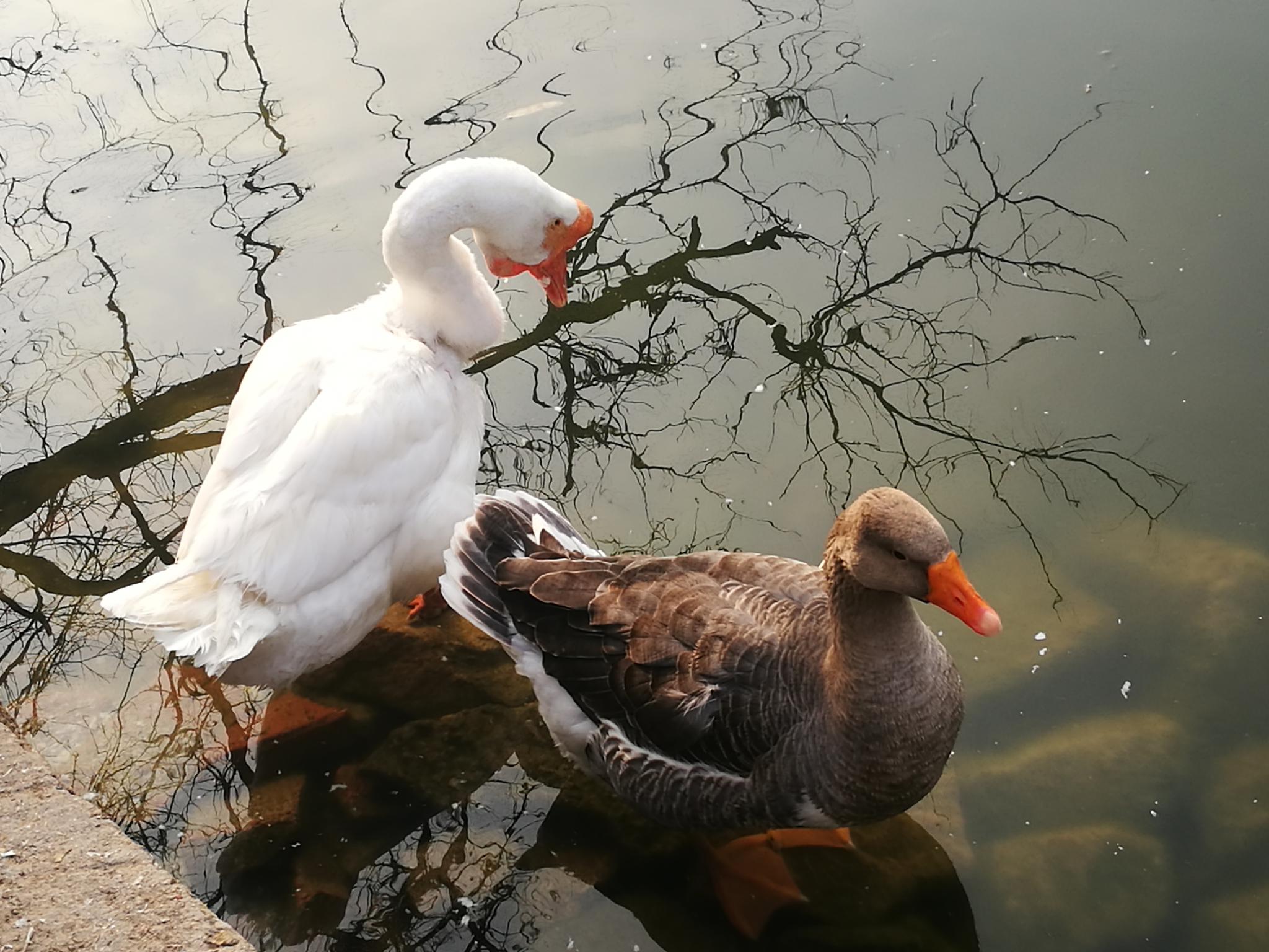 鸭子动物摄影图片-鸭子动物摄影作品-千库网