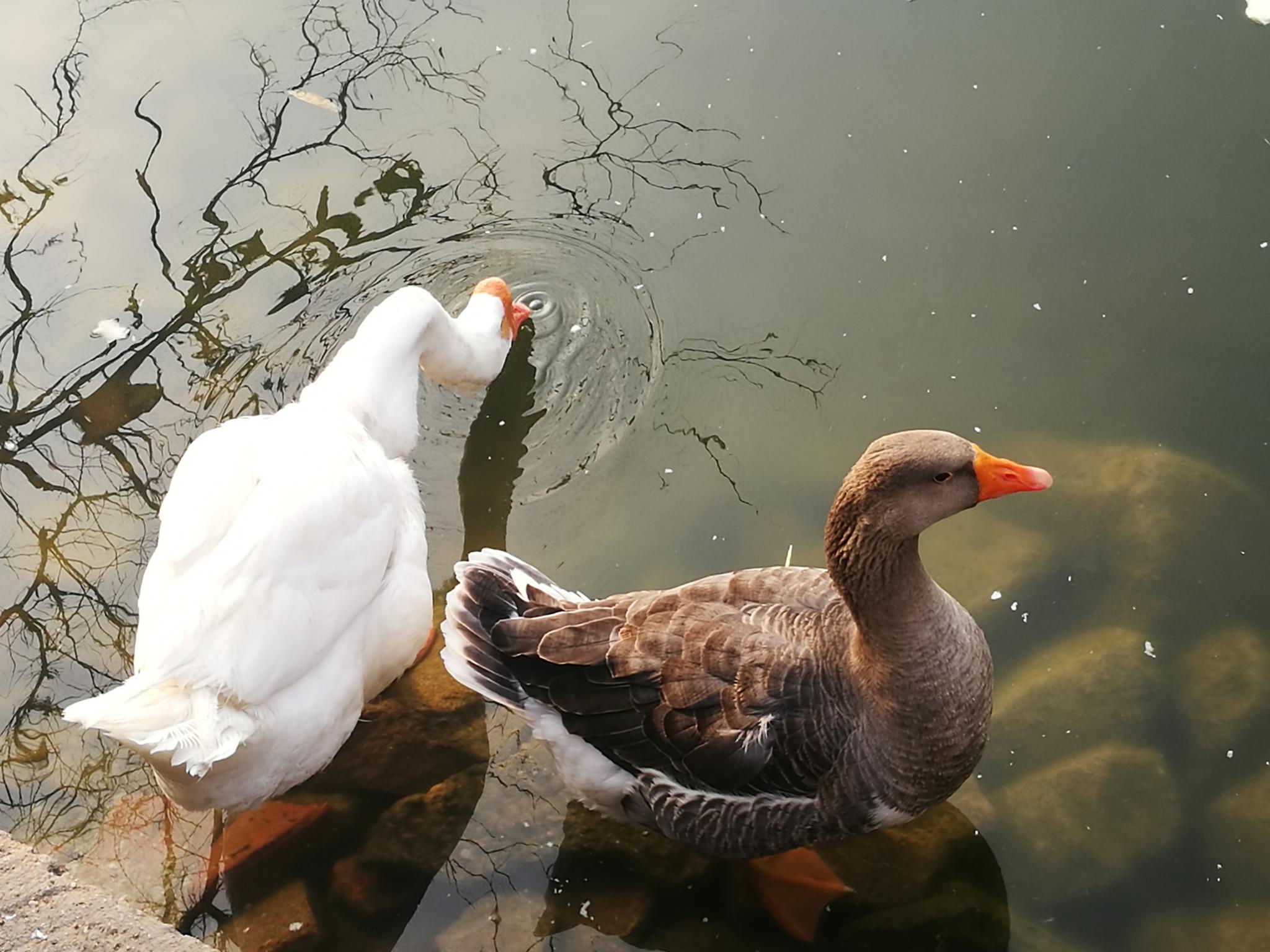 【手机图集】池塘里的鸭子与鹅