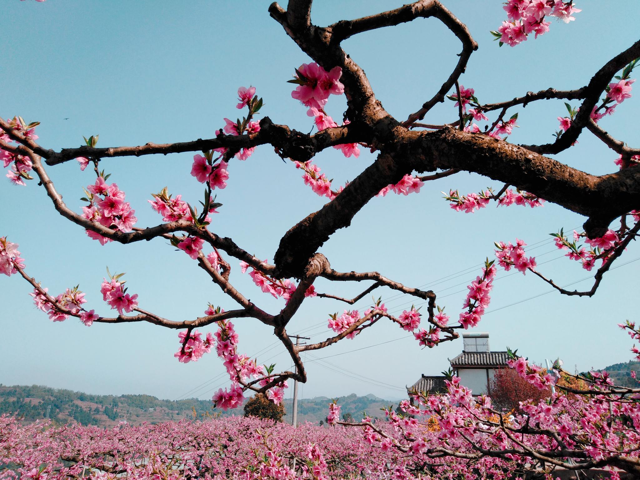 在龙泉山上看这个春天最美的桃花