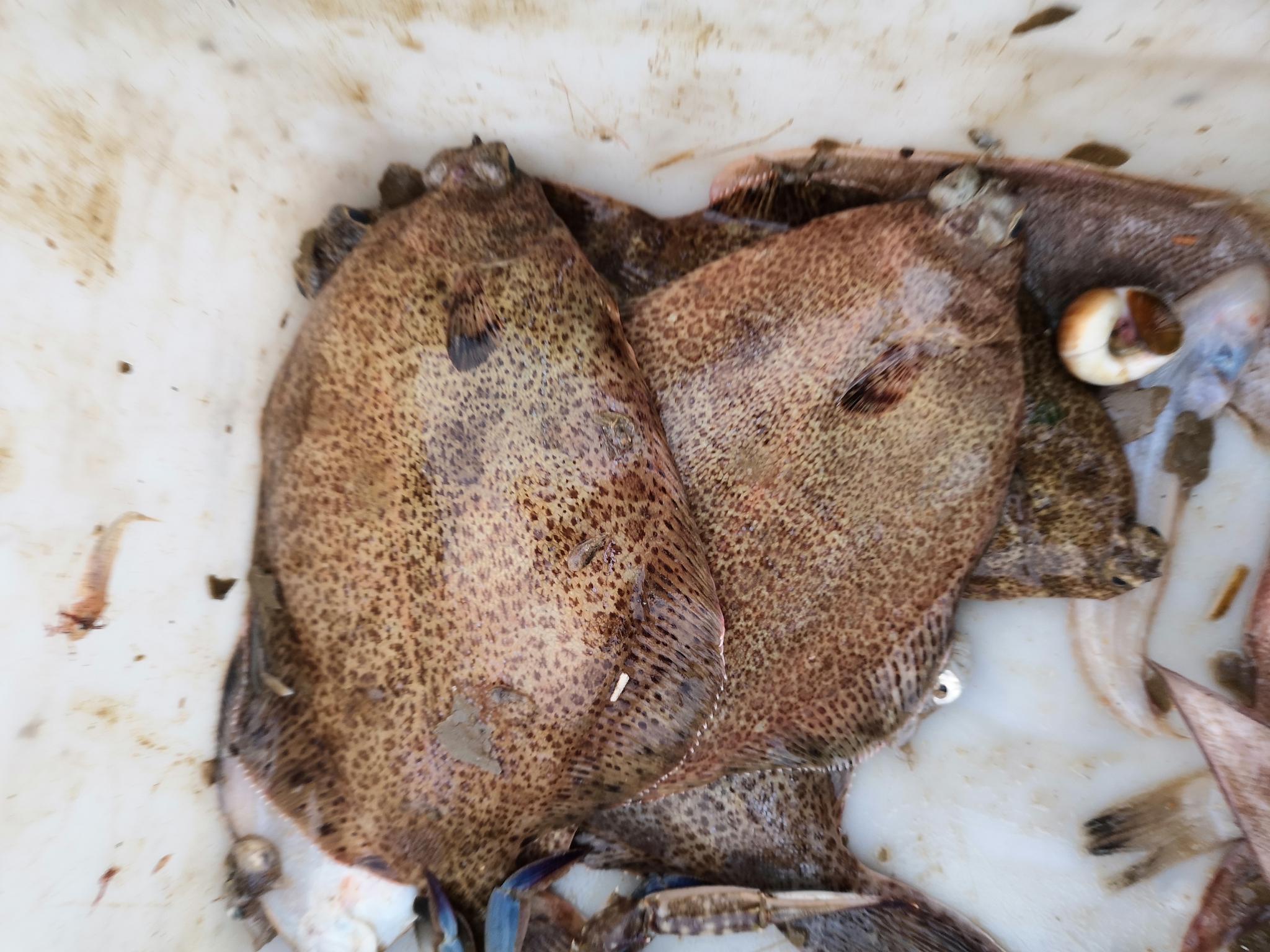 山东日照渔民出海收获满满野生高眼鱼漂亮吗