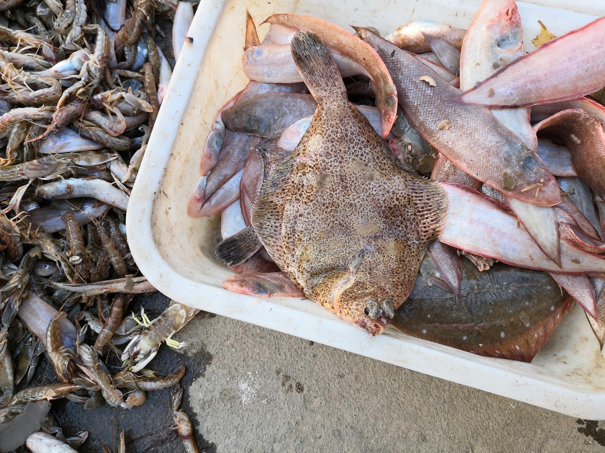 山东日照渔民出海收获满满野生高眼鱼漂亮吗