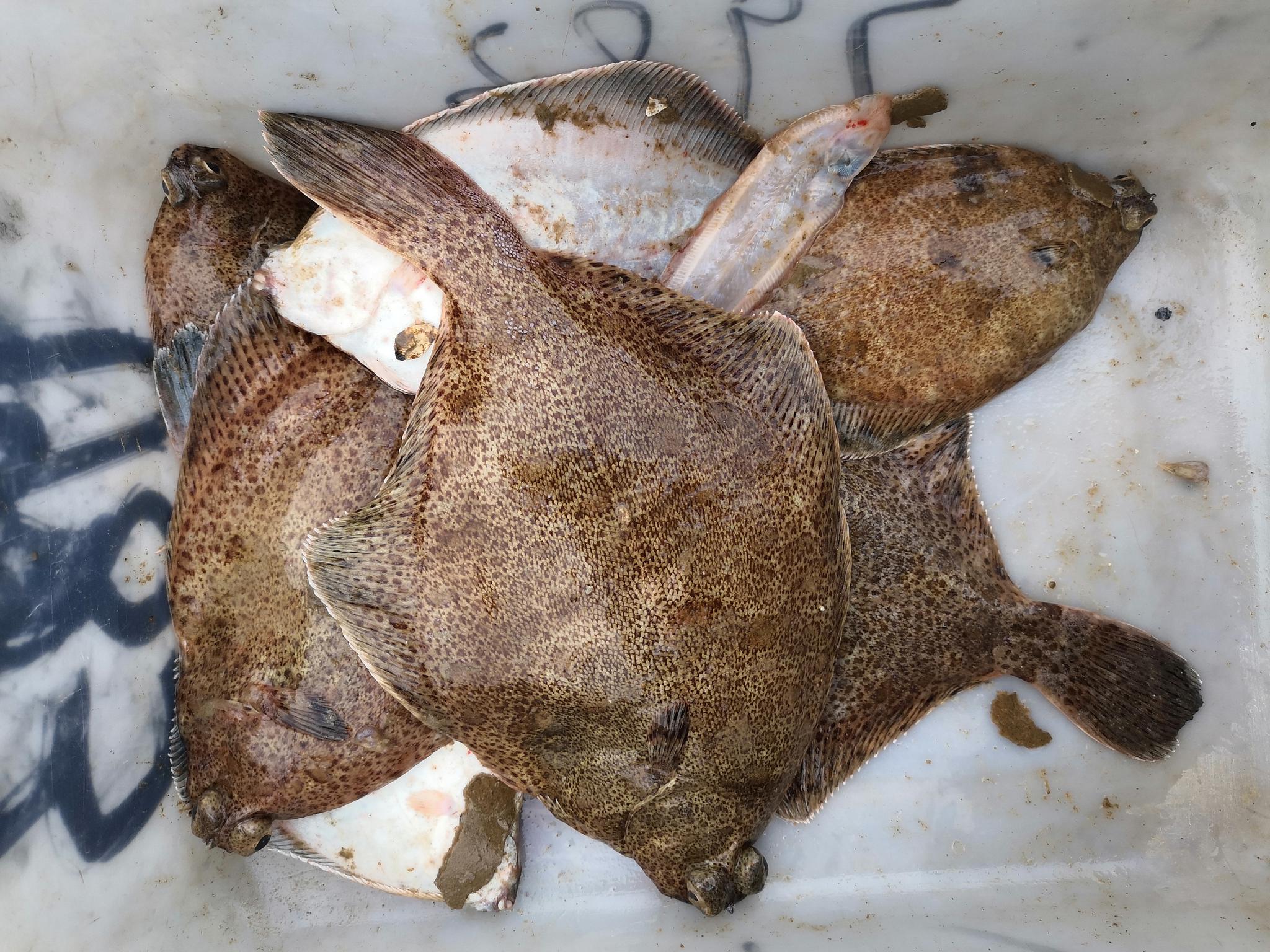 山东日照渔民出海收获满满野生高眼鱼漂亮吗