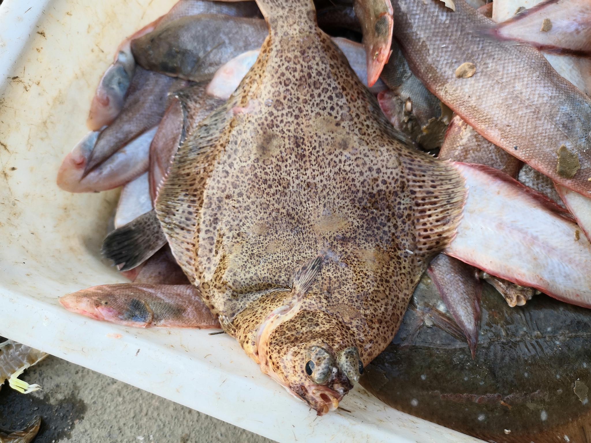 山东日照渔民出海收获满满野生高眼鱼漂亮吗