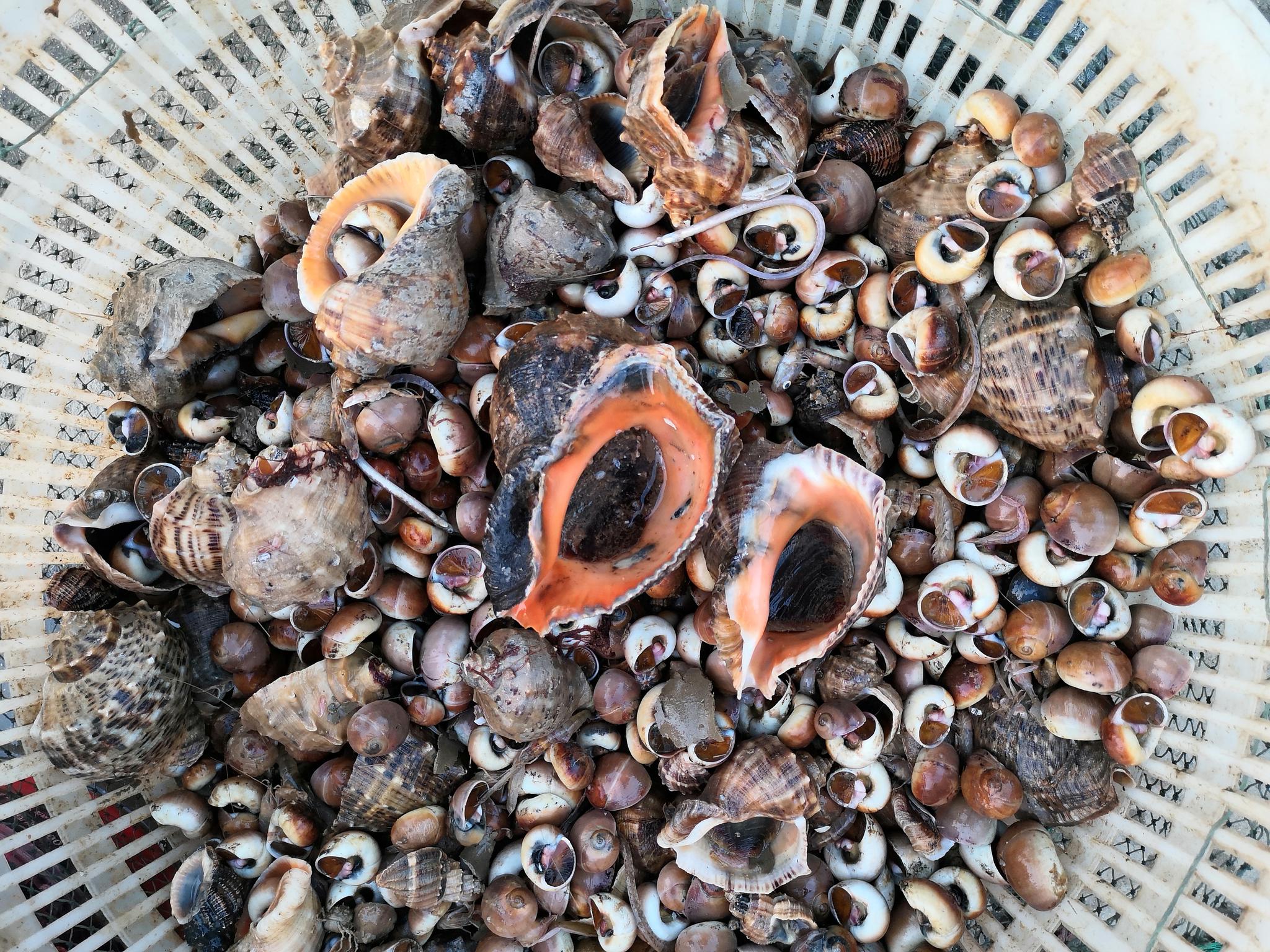 这三种贝壳类海鲜你喜欢哪一种