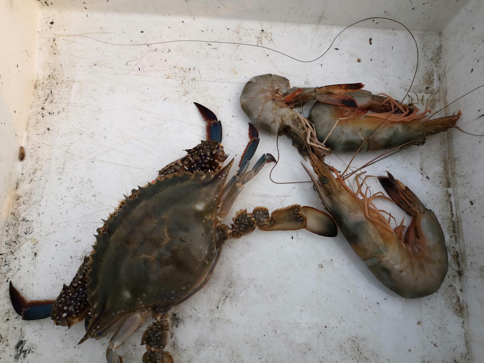 日照渔民纯海捕的野生大对虾,就是不一样啊