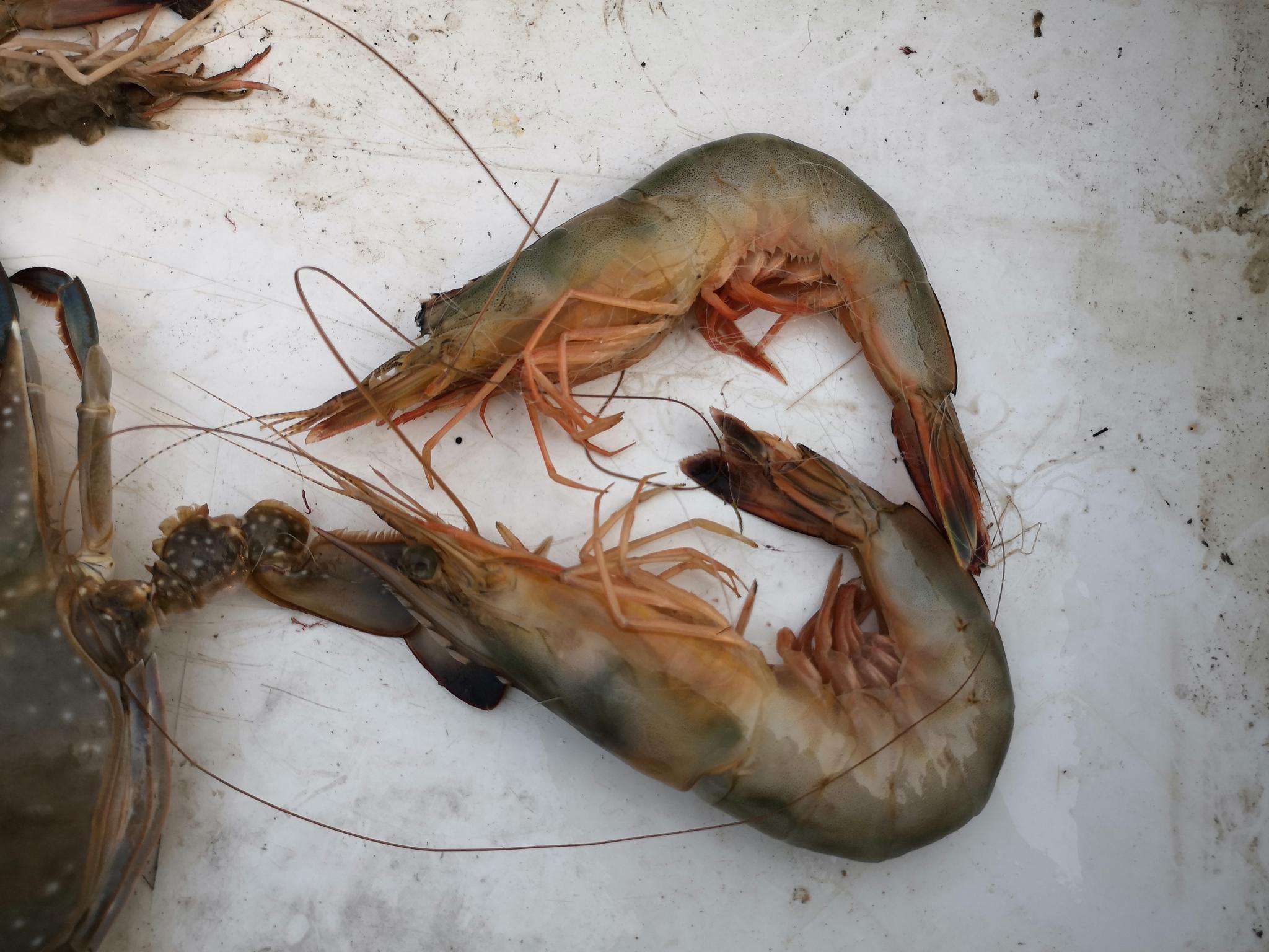 日照渔民纯海捕的野生大对虾,就是不一样啊