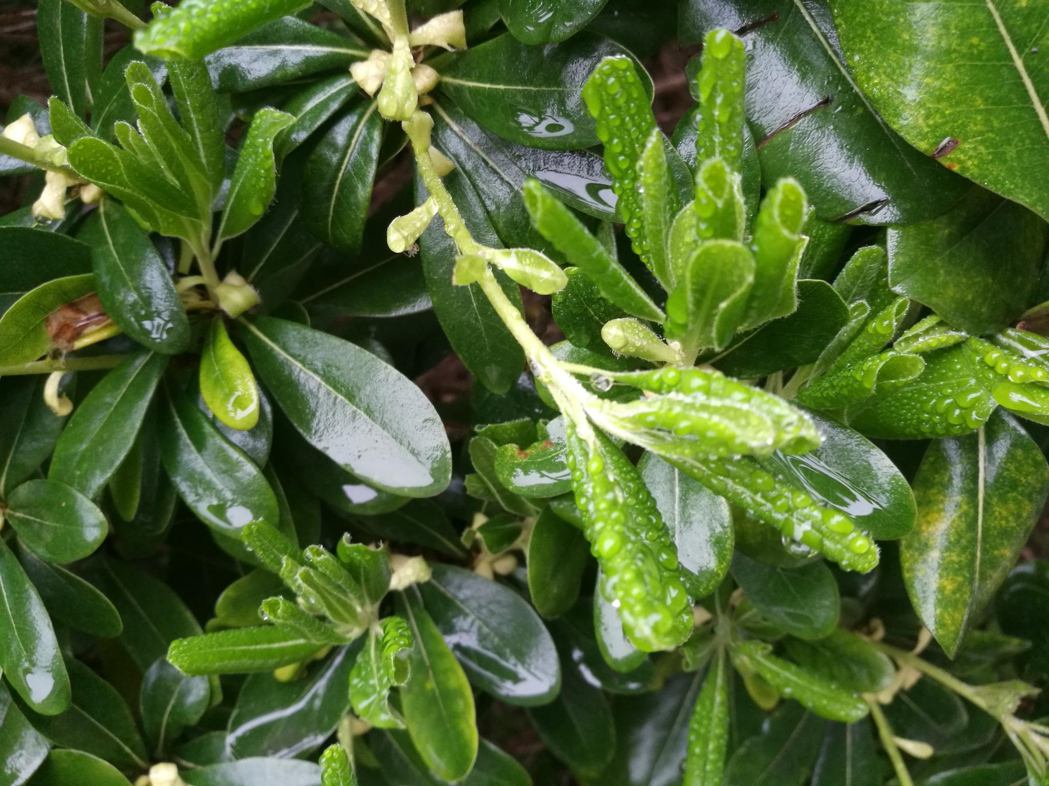 #如皋旅行#清晨,早安! 来自肉联厂东面 - 微博