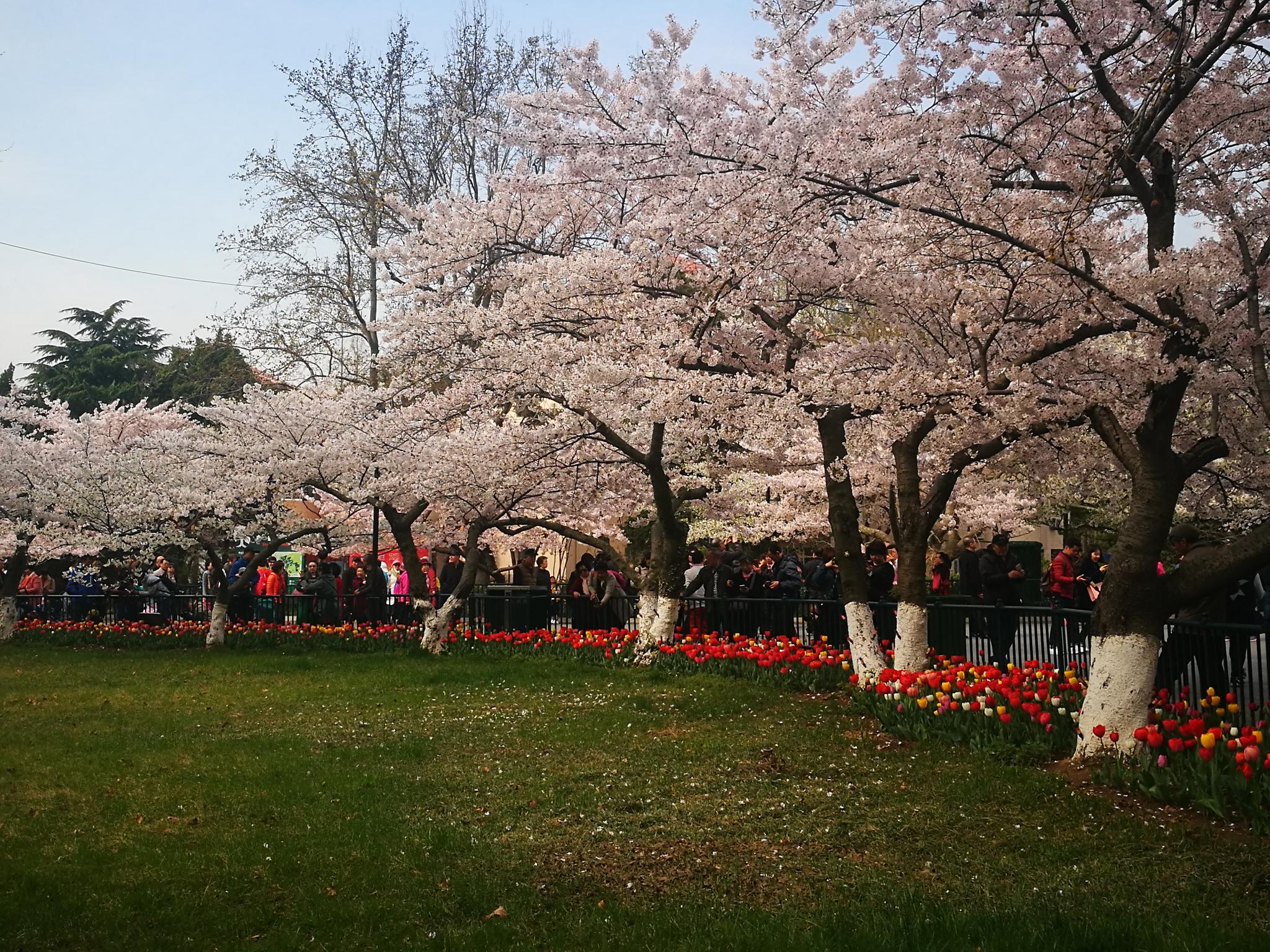 手机户外摄影图集 中山公园盛开的樱花