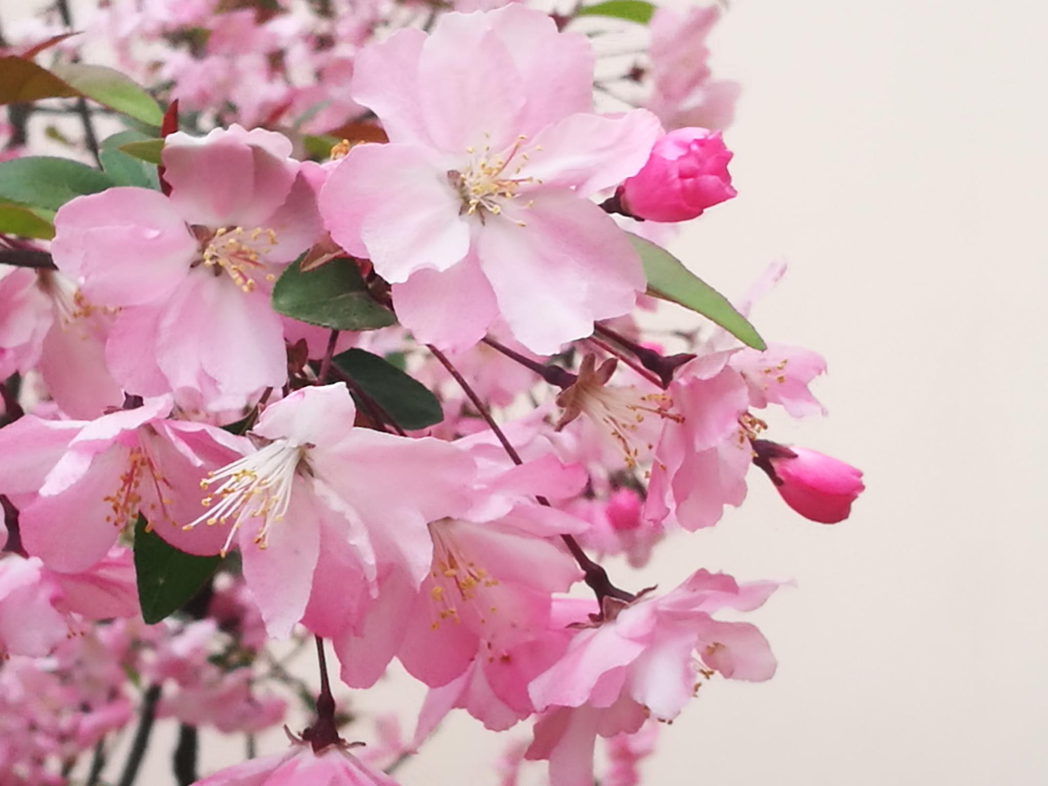 四月花开户外植物摄影图集 海棠