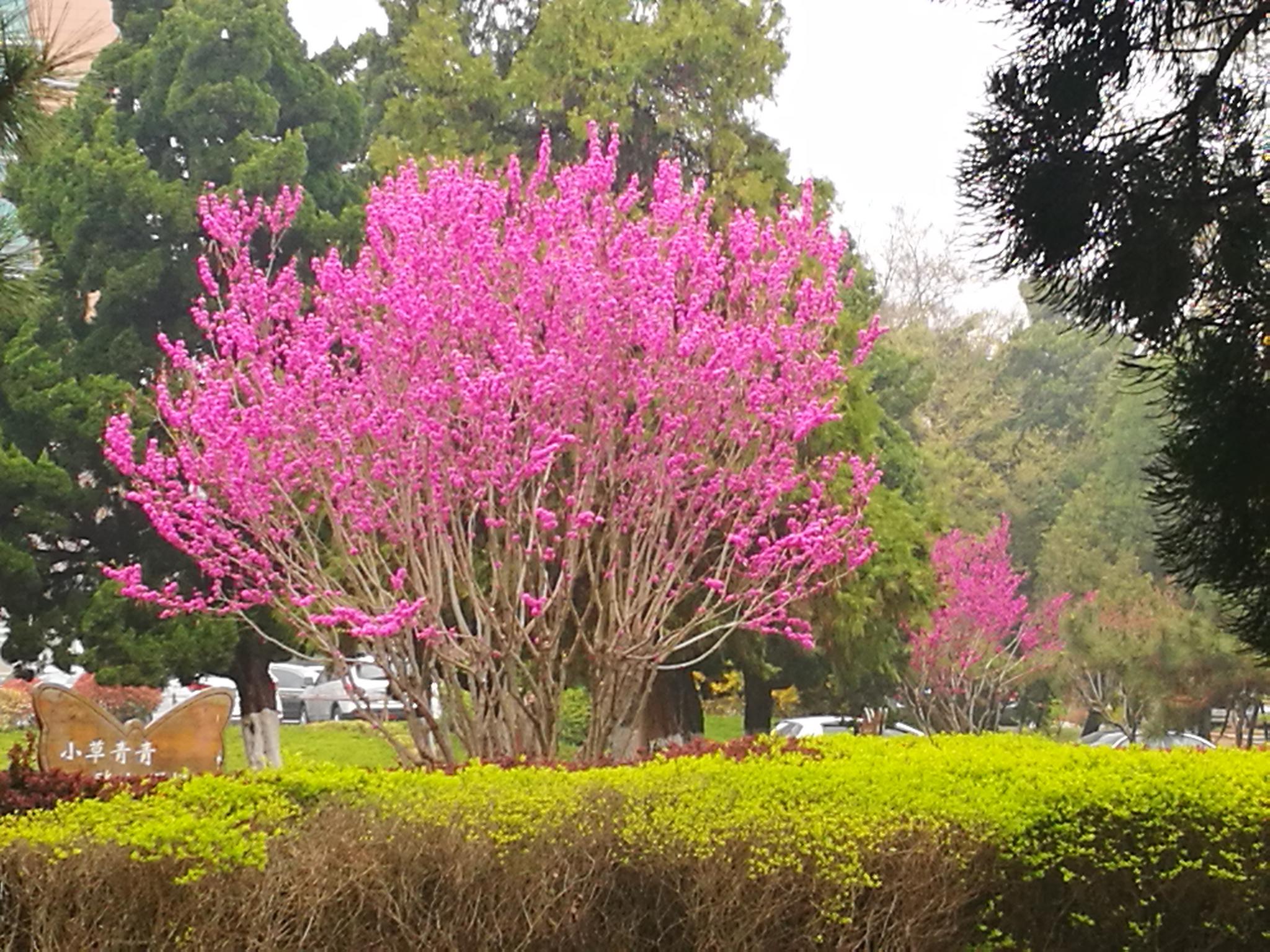 户外植物图集 紫荆