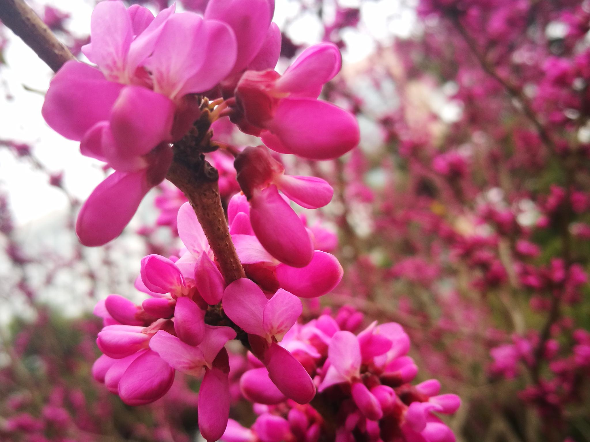 户外植物图集 紫荆