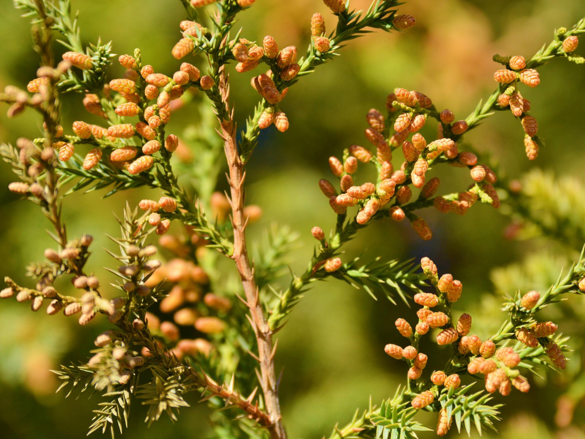 开这么多花的侧柏树你见过没有,原创摄影|柏树|摄影|原创_新浪新闻