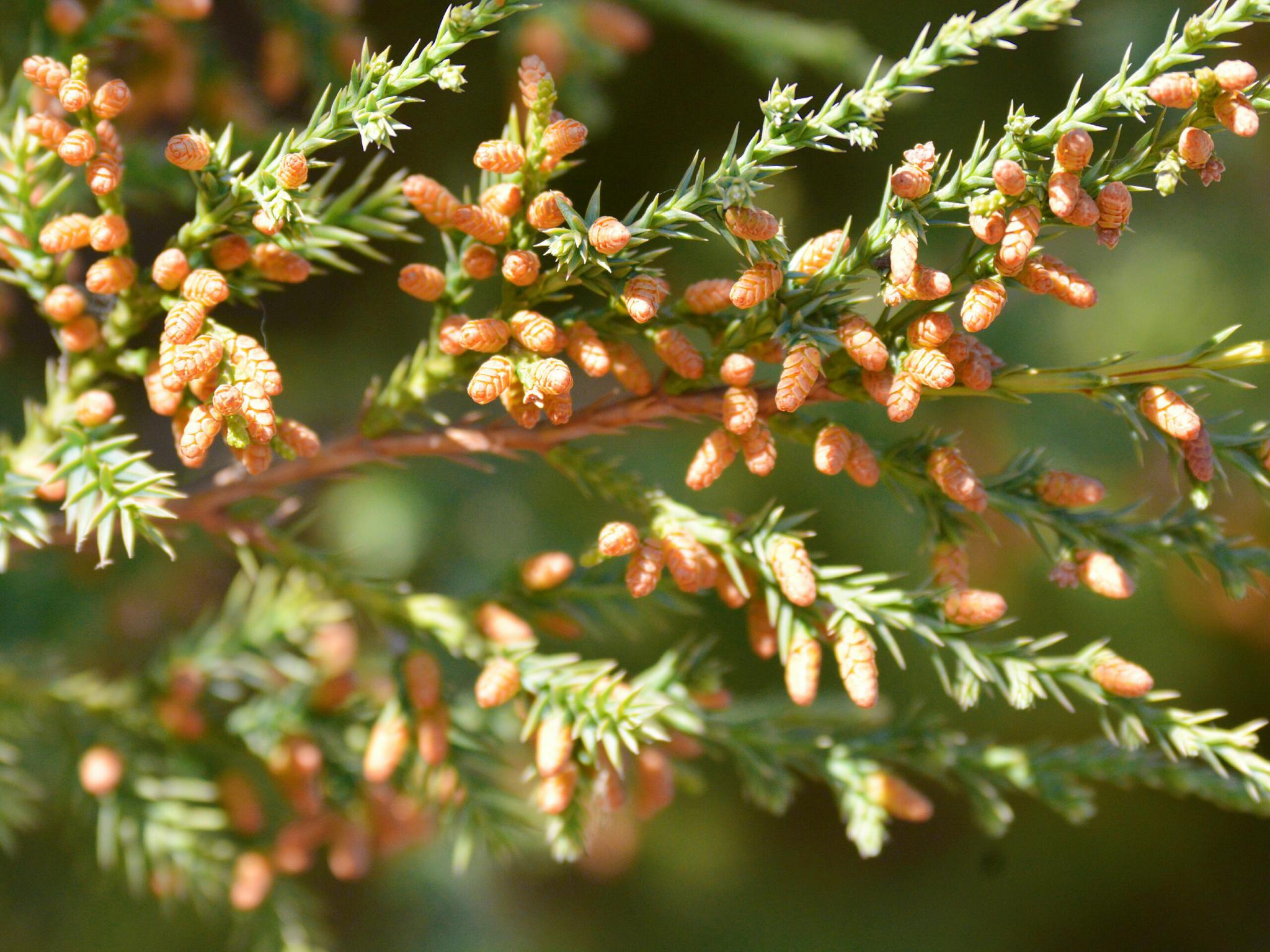 开这么多花的侧柏树你见过没有,原创摄影