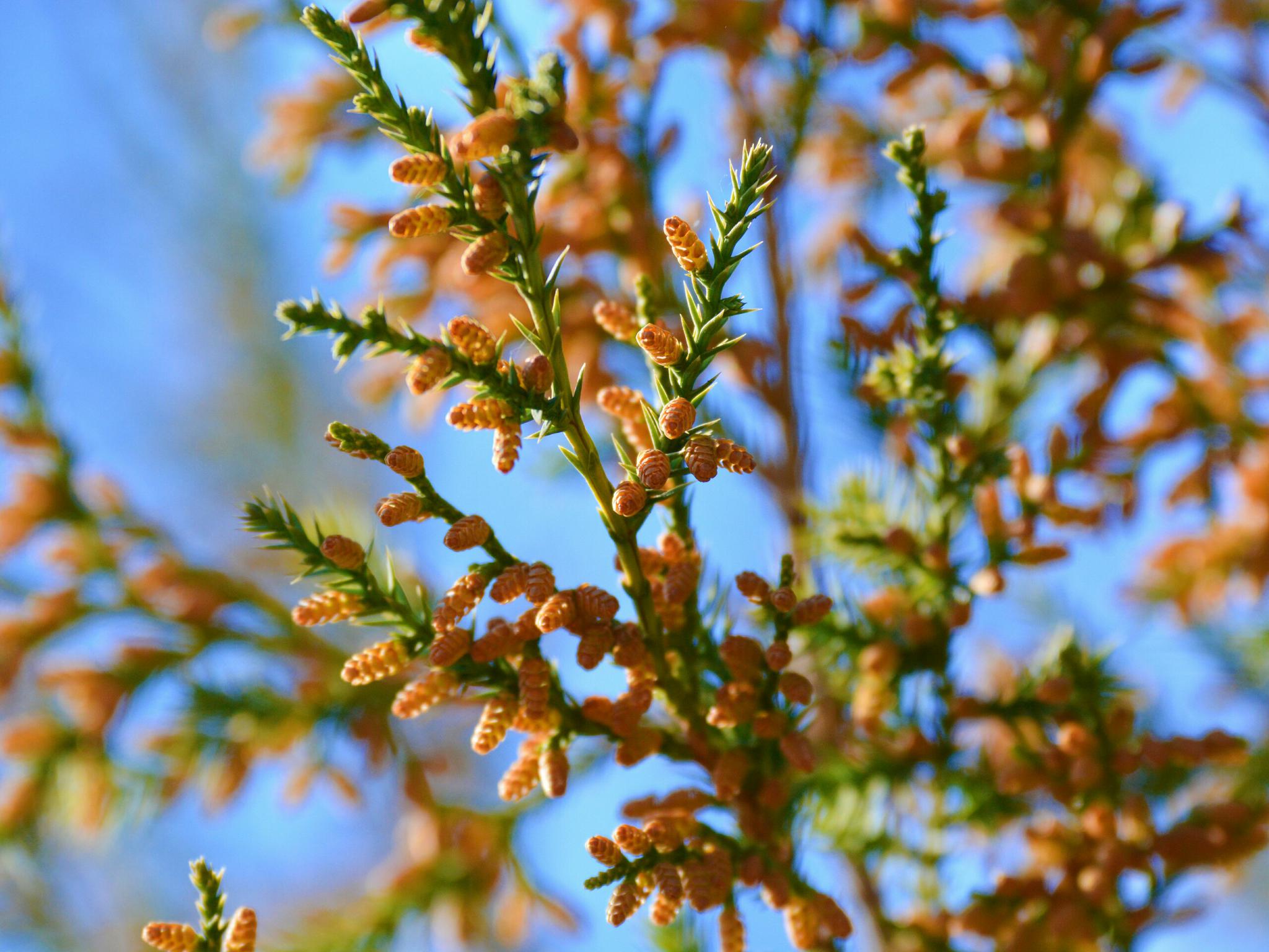 开这么多花的侧柏树你见过没有,原创摄影