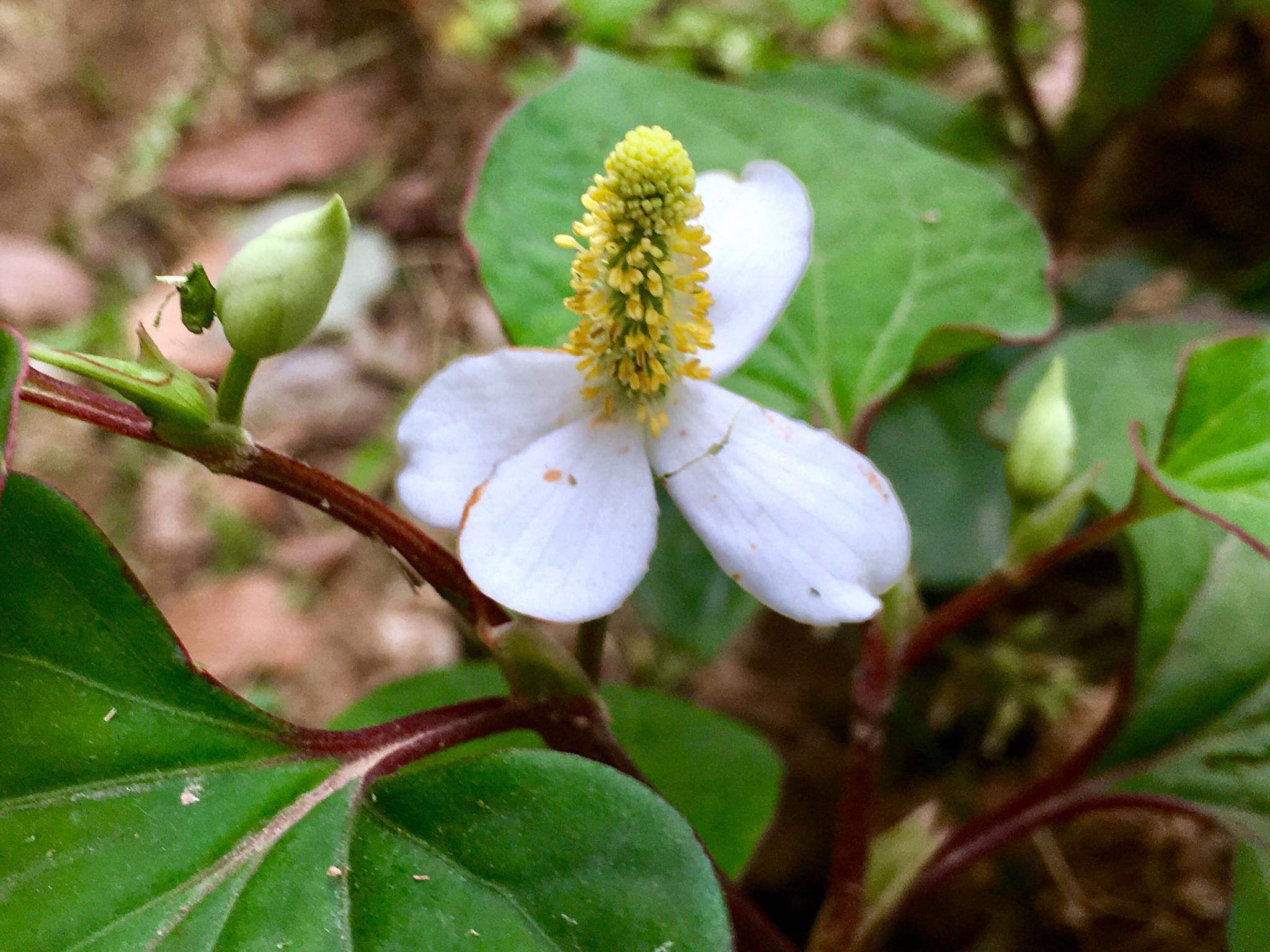 神奇的植物·鱼腥草