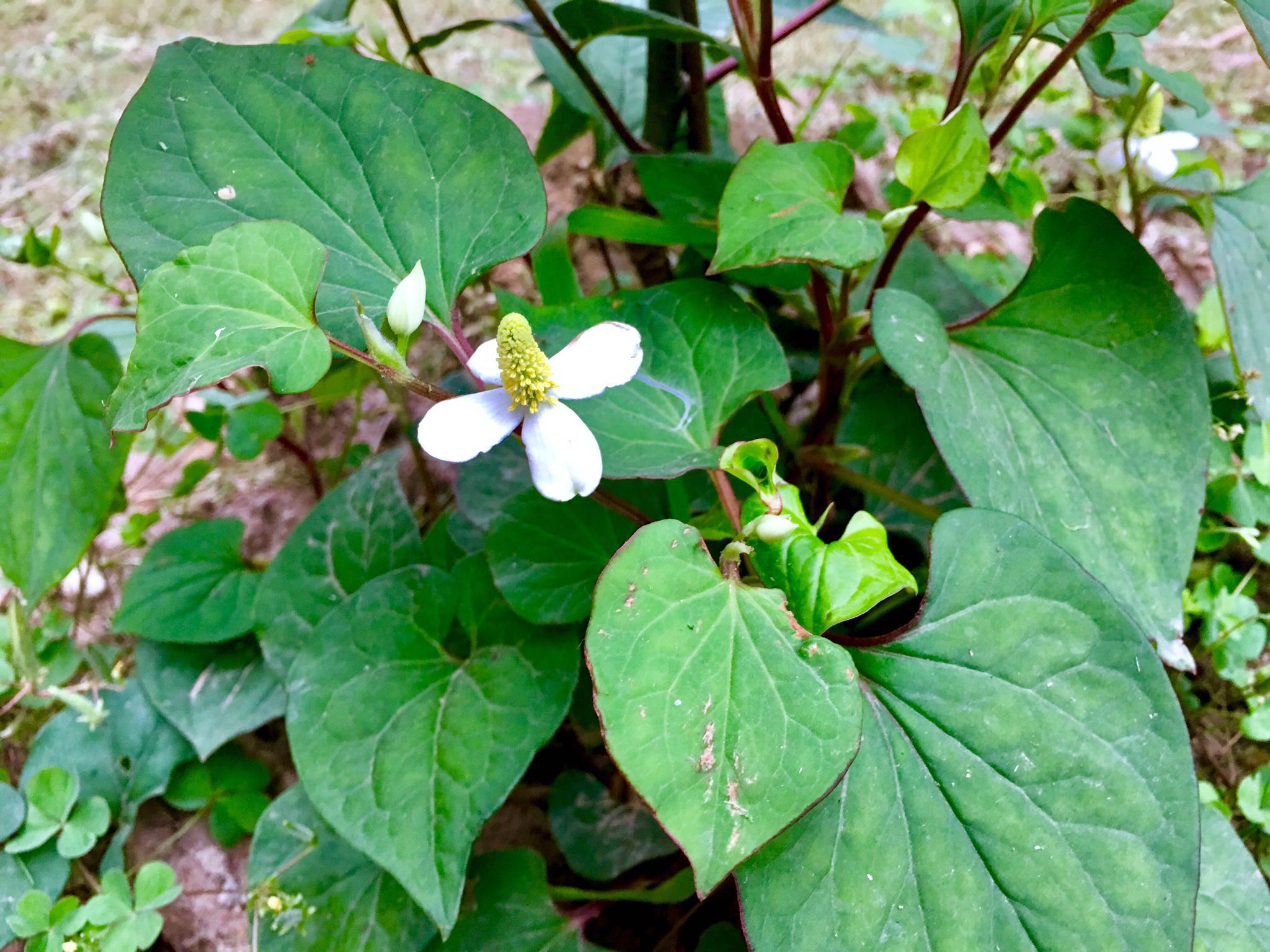 神奇的植物·鱼腥草
