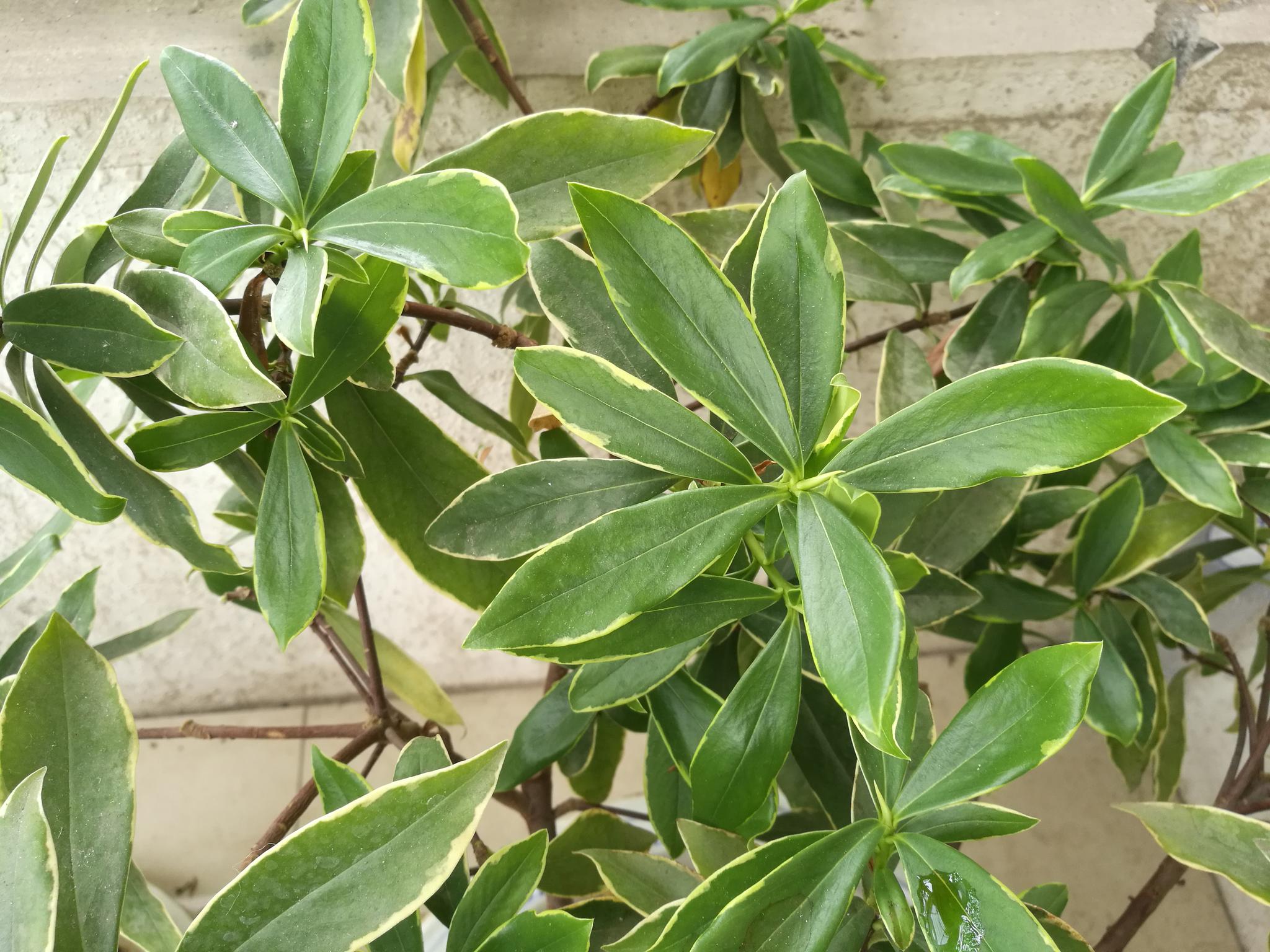 五月的金边瑞香