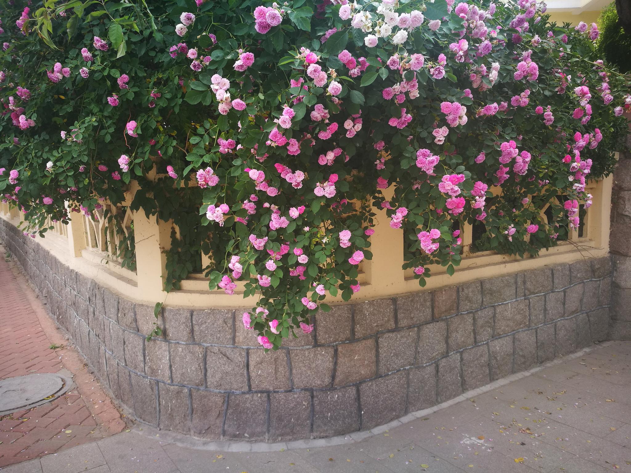 户外花卉植物  蔷薇花