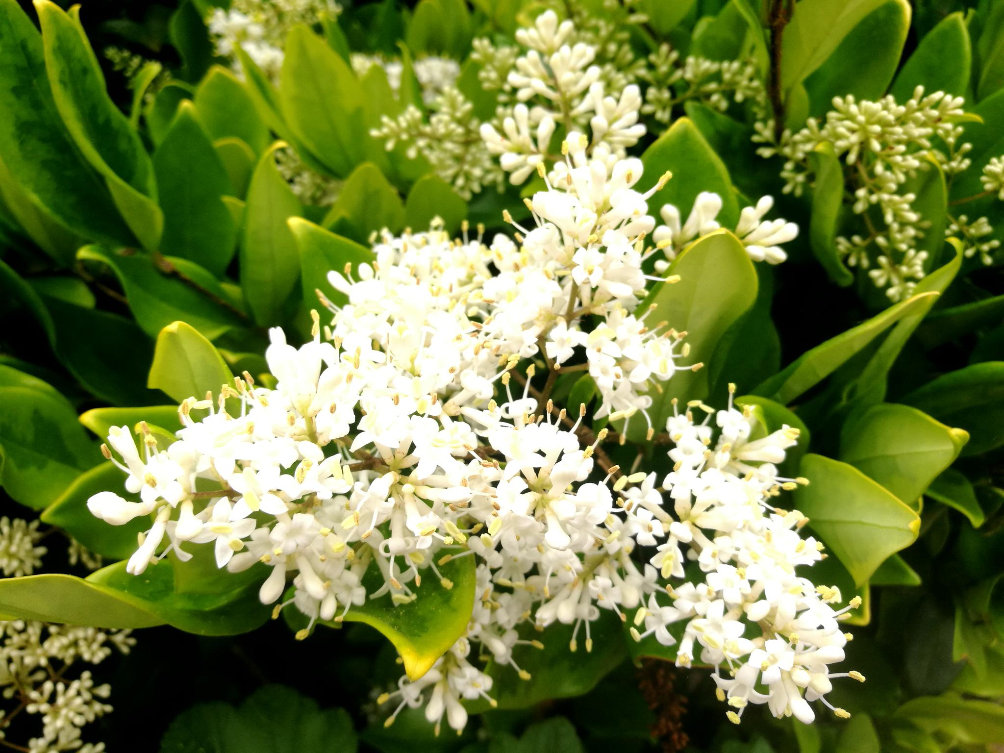 户外植物  冬青树开花