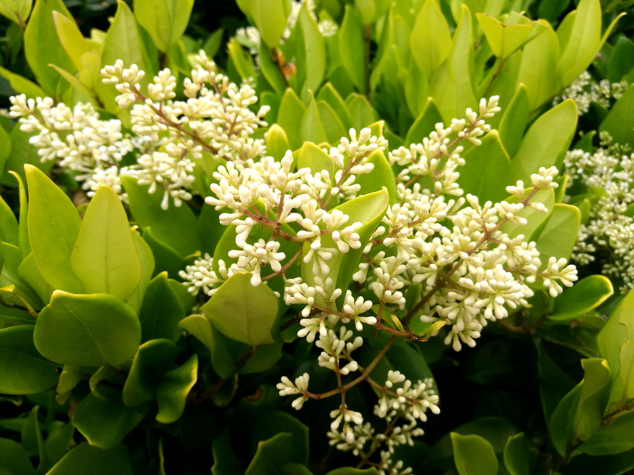 户外植物冬青树开花