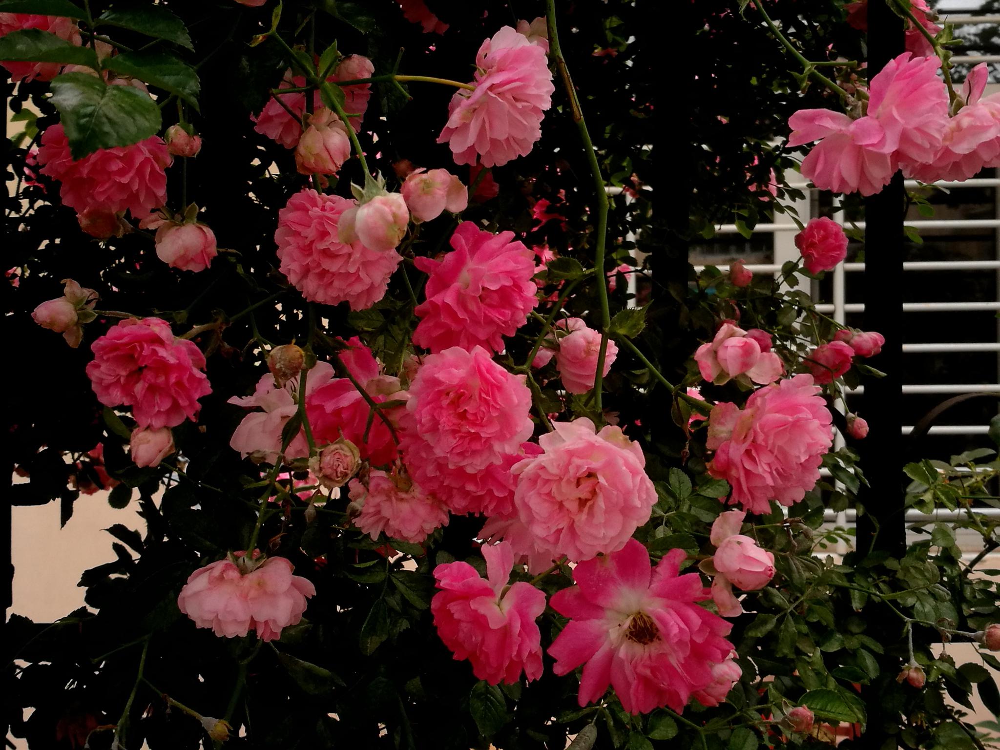 户外花卉植物 粉红色的蔷薇花