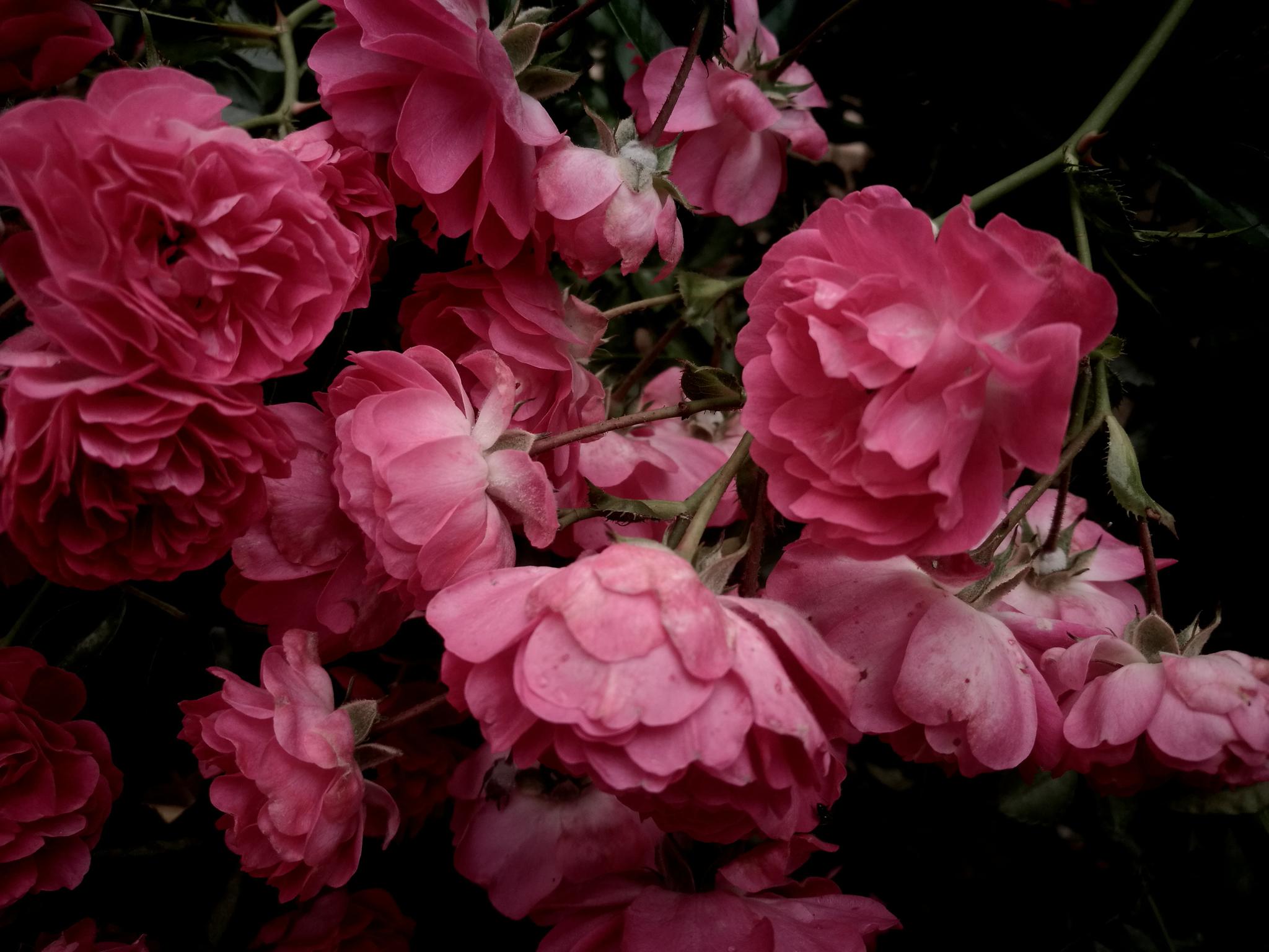 户外植物图集 粉红色的蔷薇花