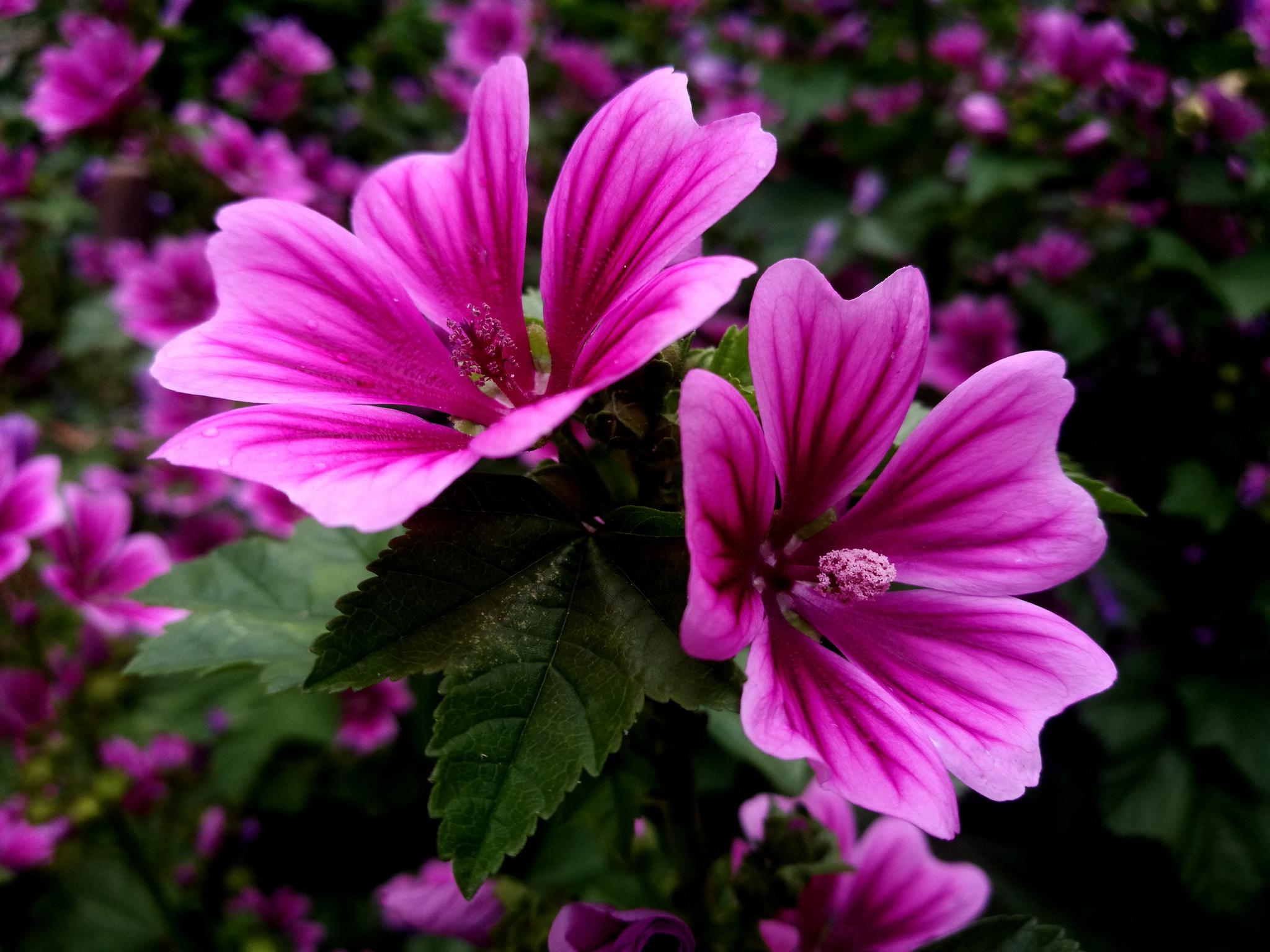 直立草本植物锦葵花