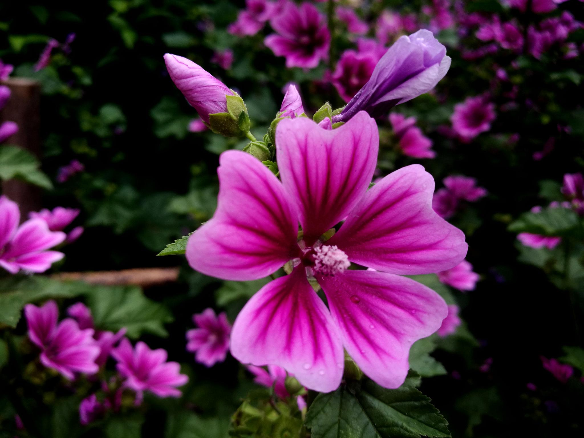 直立草本植物锦葵花