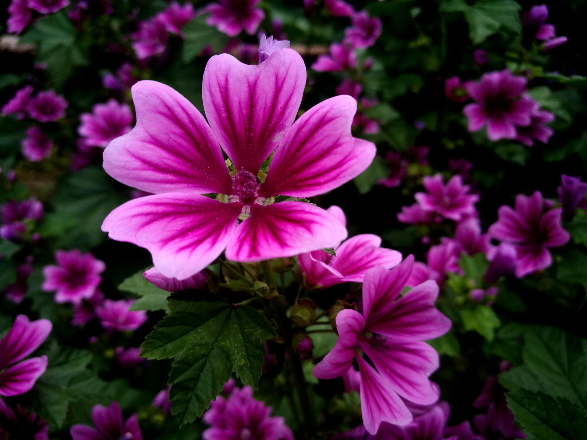 户外植物花卉 锦葵花