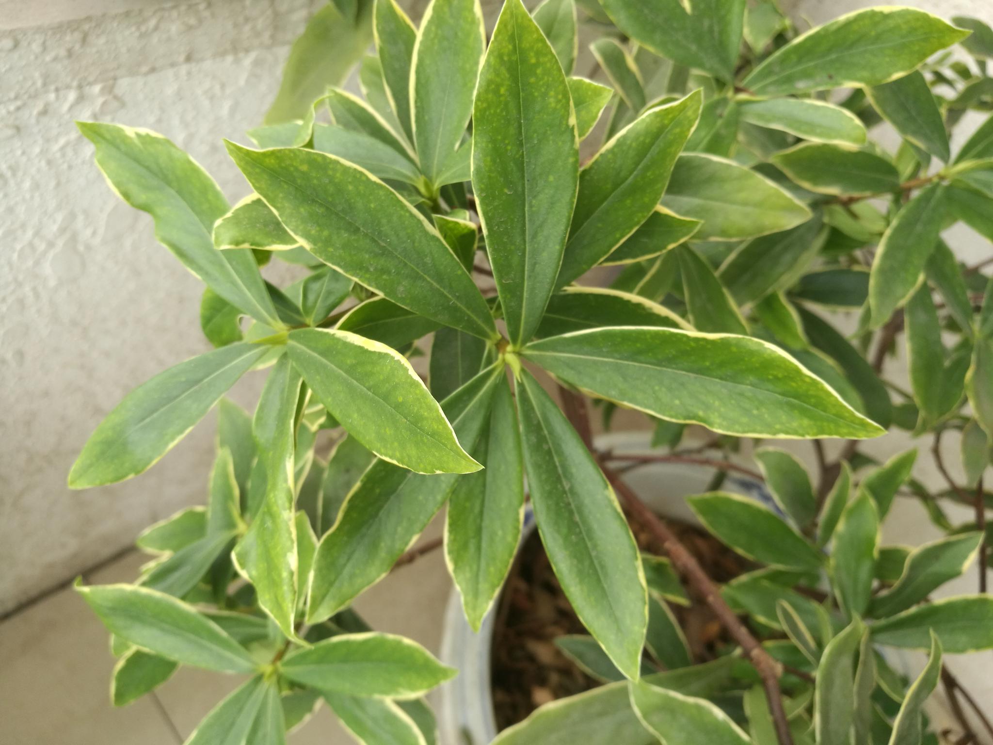 七月夏日欣赏阳台上的绿色金边瑞香二