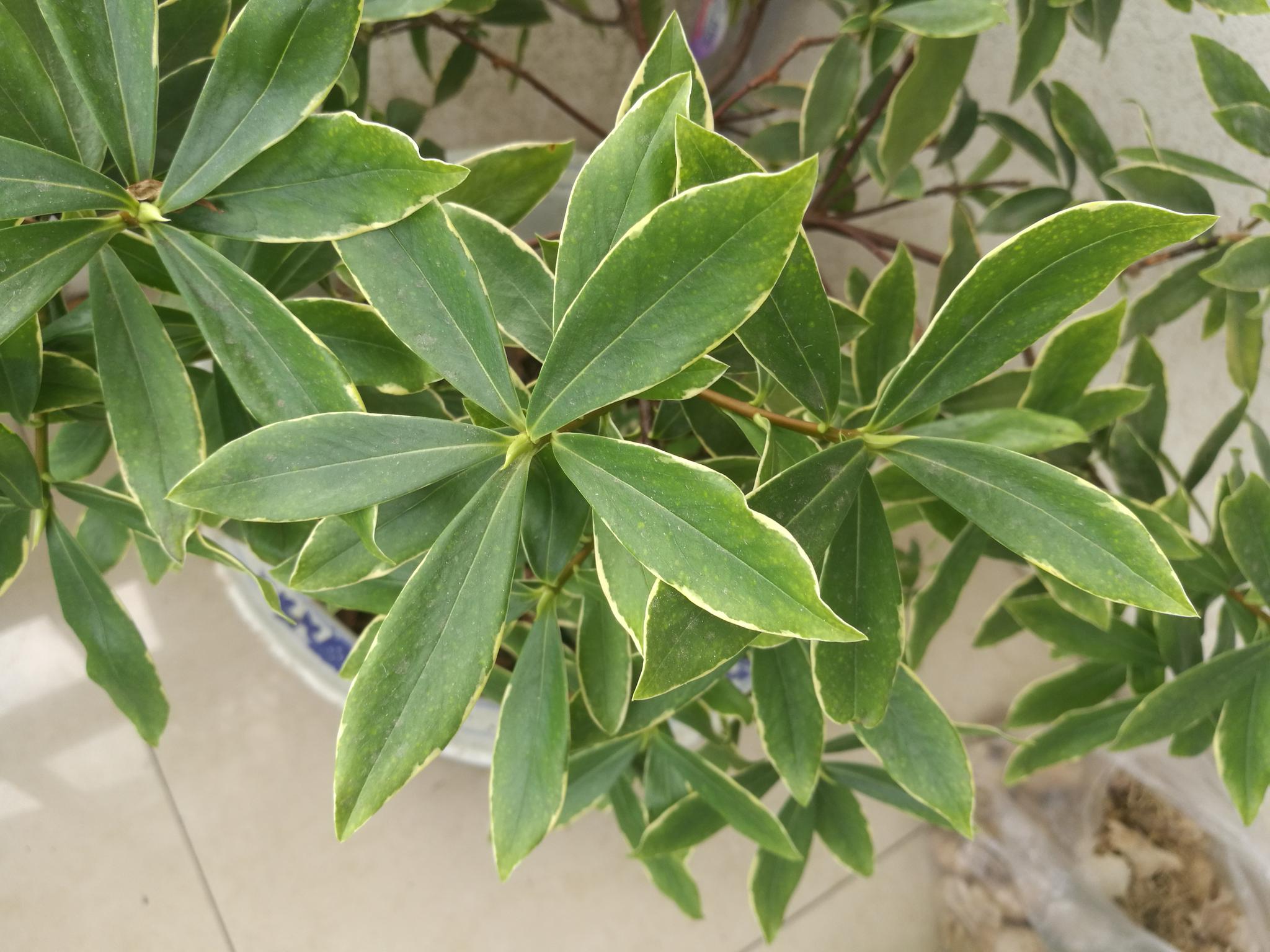 午后欣赏绿色的金边瑞香