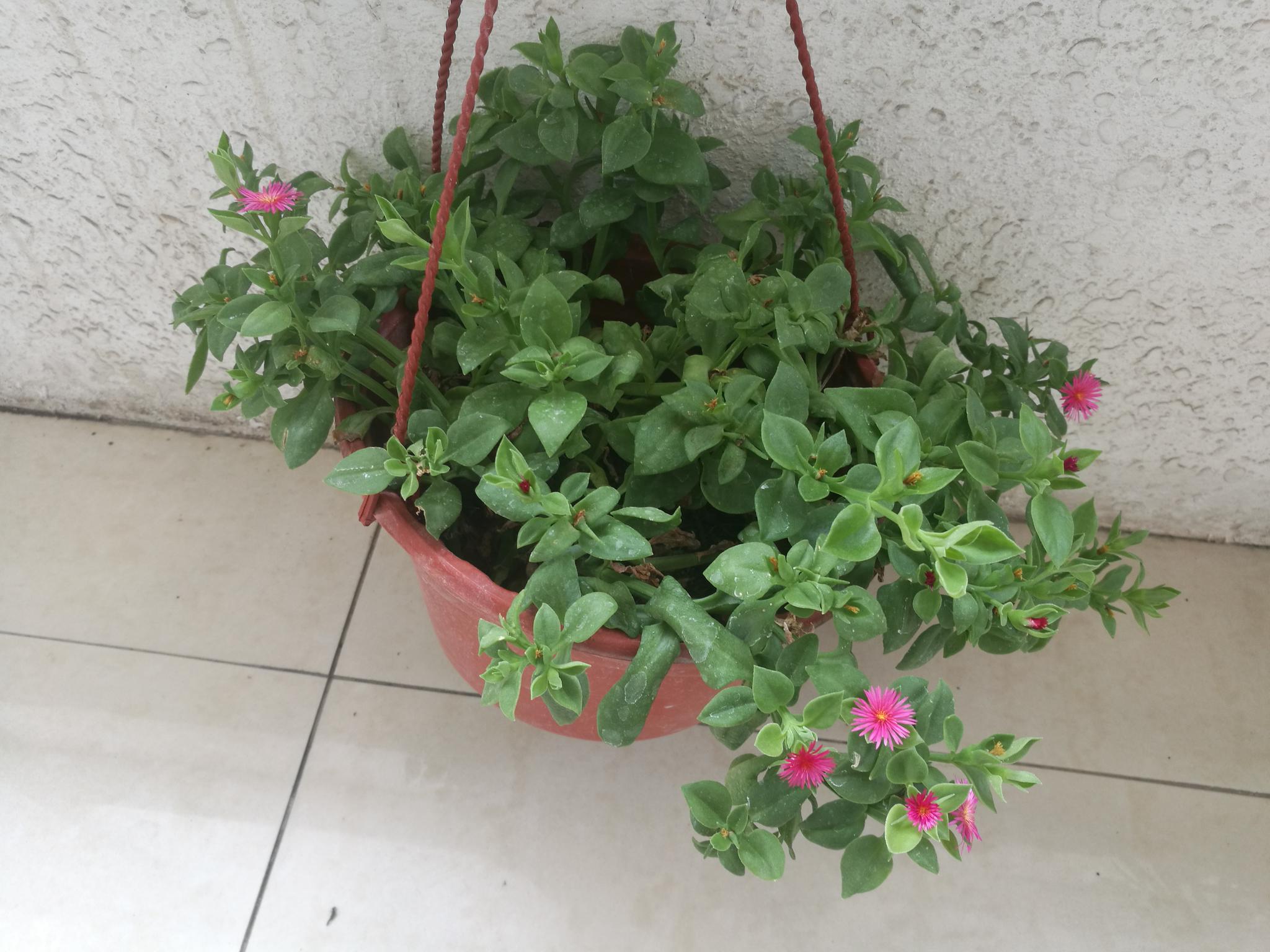 高温阳台欣赏牡丹吊兰