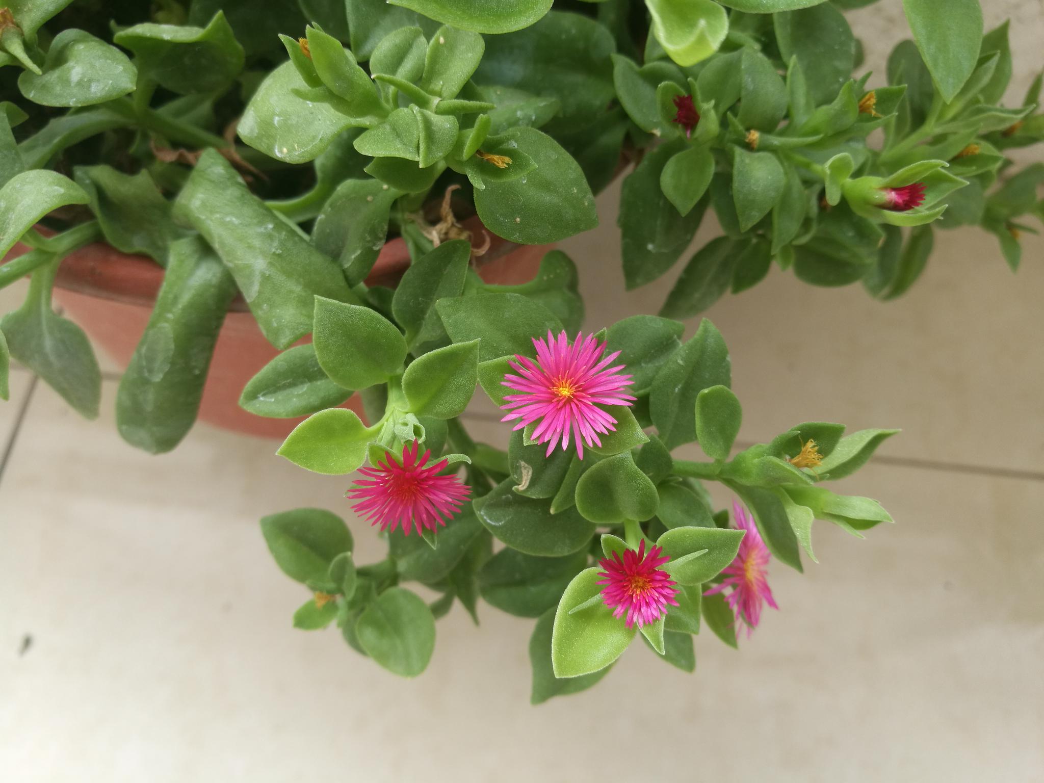 高温阳台欣赏牡丹吊兰