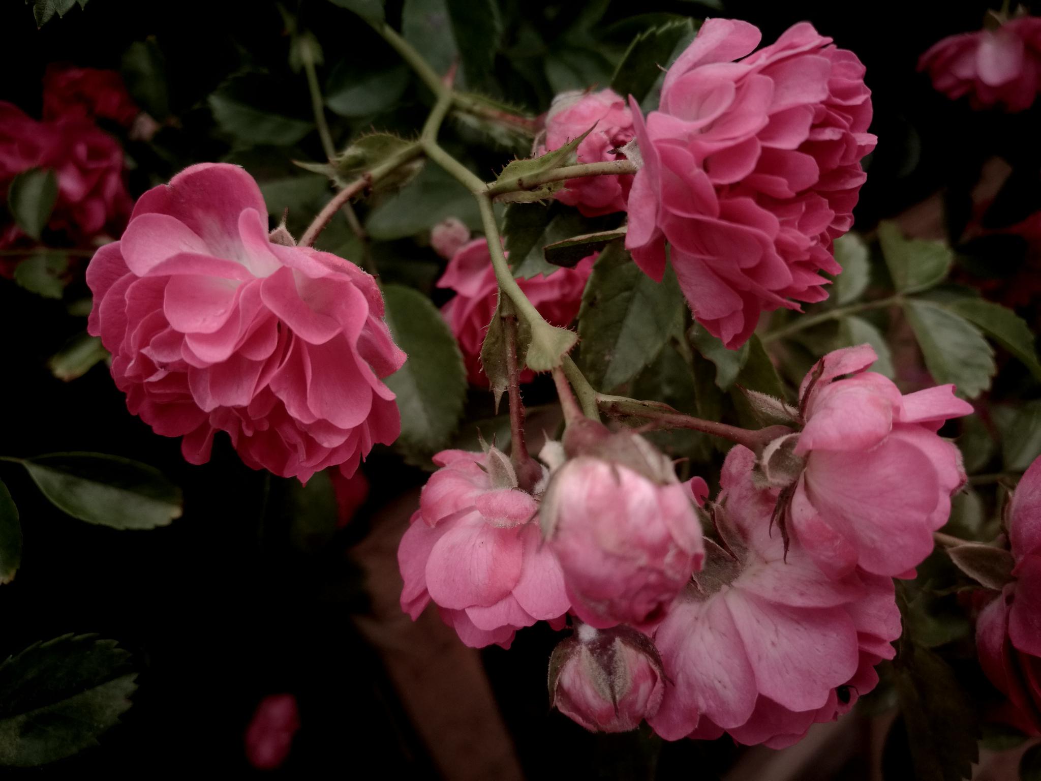 户外植物图集 粉红色的蔷薇花