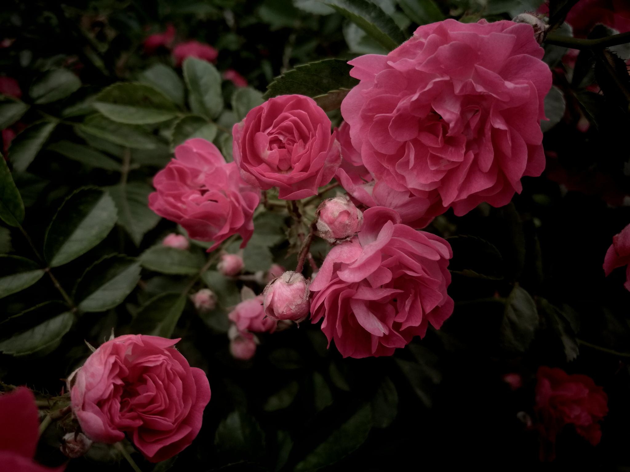 户外植物图集 粉红色的蔷薇花